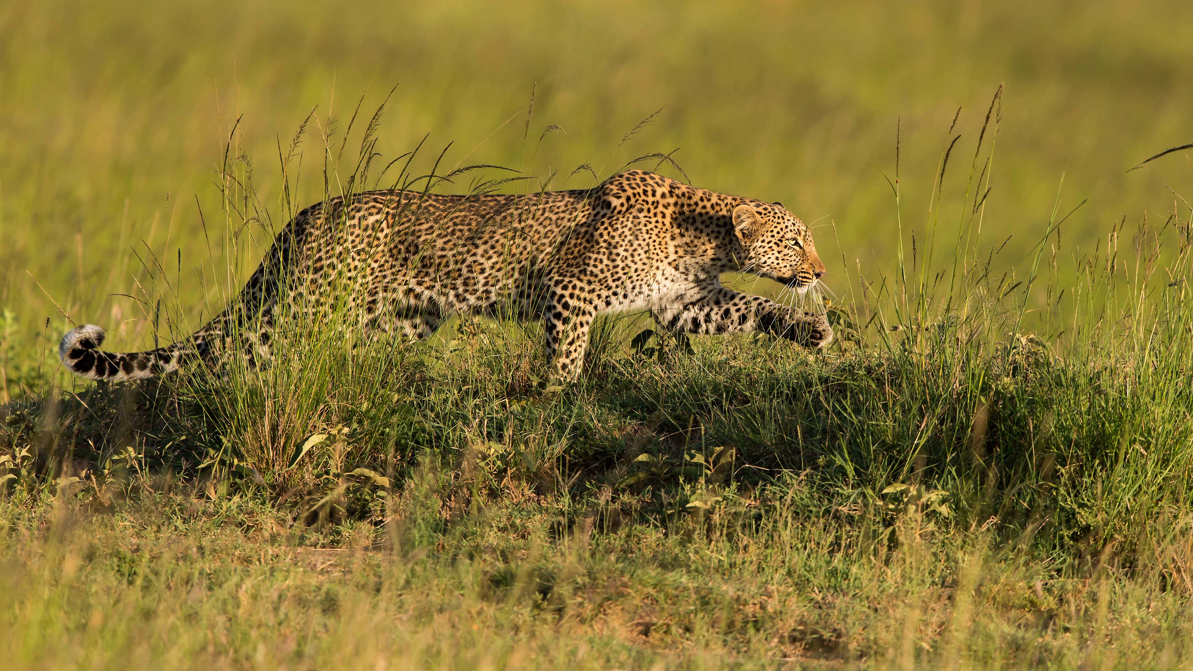 Baixar papel de parede para celular de Animais, Leopardo gratuito.