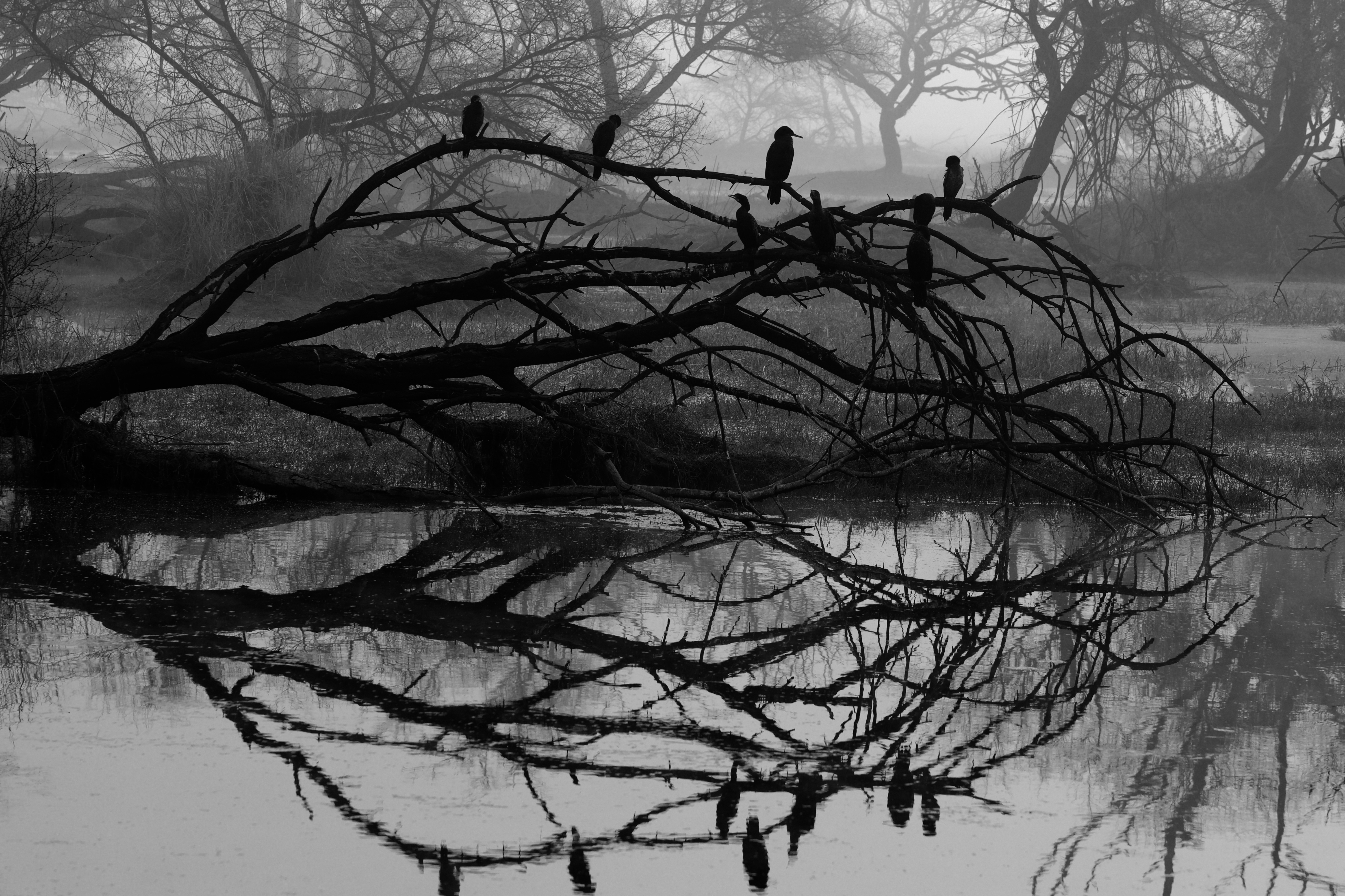 wood, tree, nature, reflection, bird, bw, chb for android