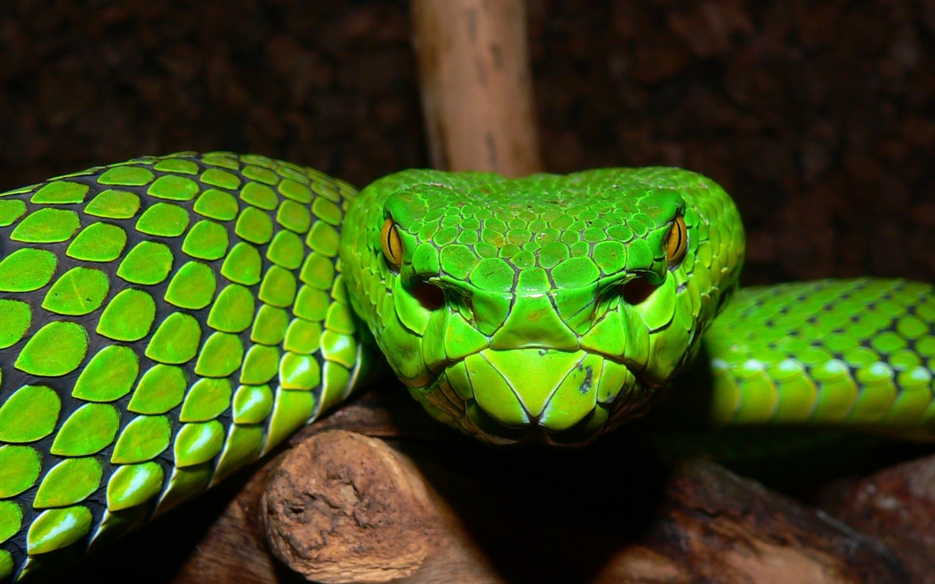 Free download wallpaper Animal, Snake, Reptiles, Viper on your PC desktop