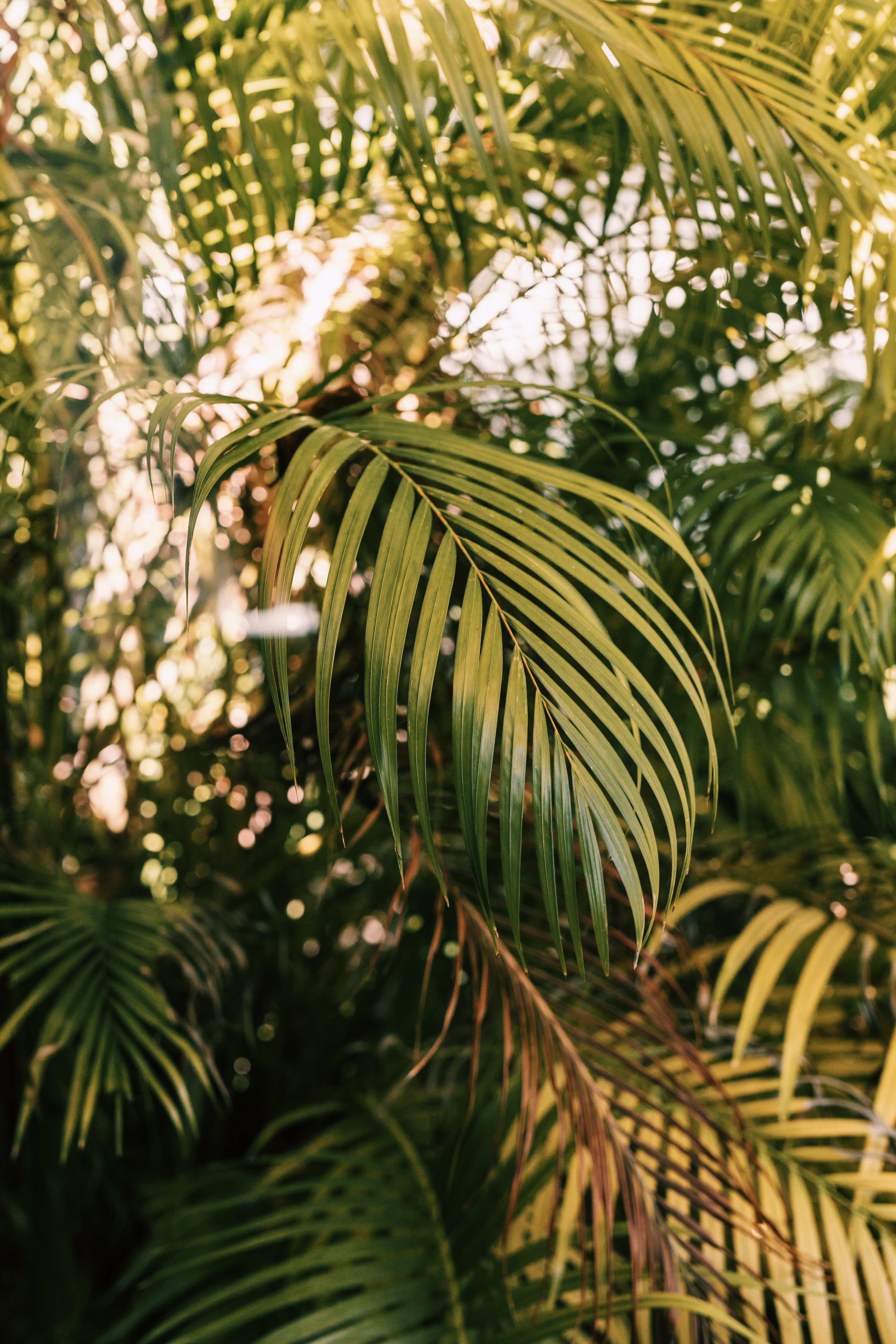 Laden Sie das Natur, Palm, Geäst, Zweige, Pflanze, Palme-Bild kostenlos auf Ihren PC-Desktop herunter