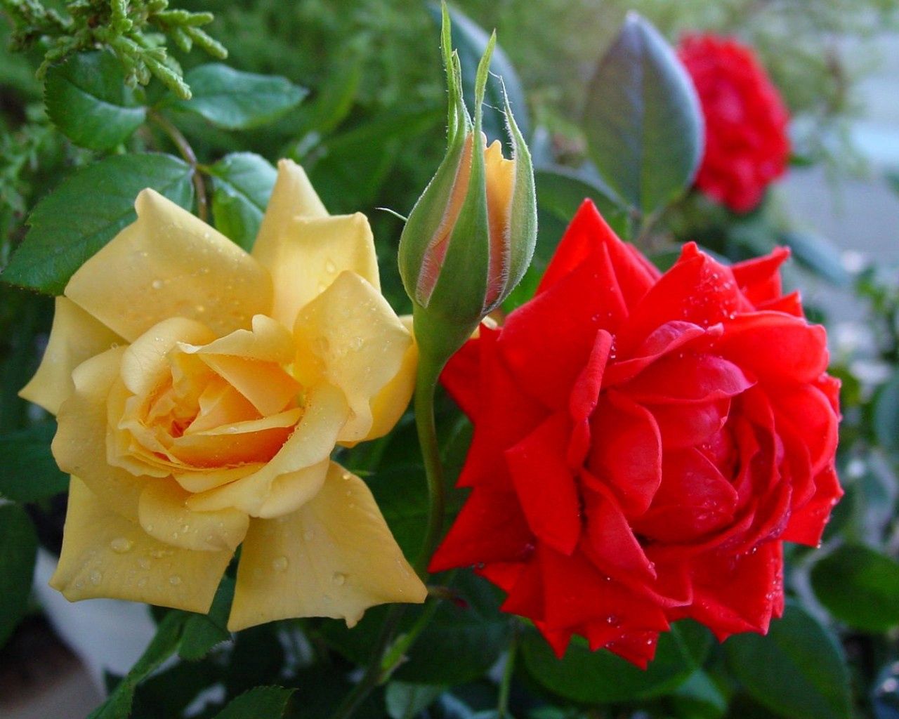 Handy-Wallpaper Roses, Bush, Nahaufnahme, Busch, Blumen, Drops, Knospen, Nahansicht kostenlos herunterladen.