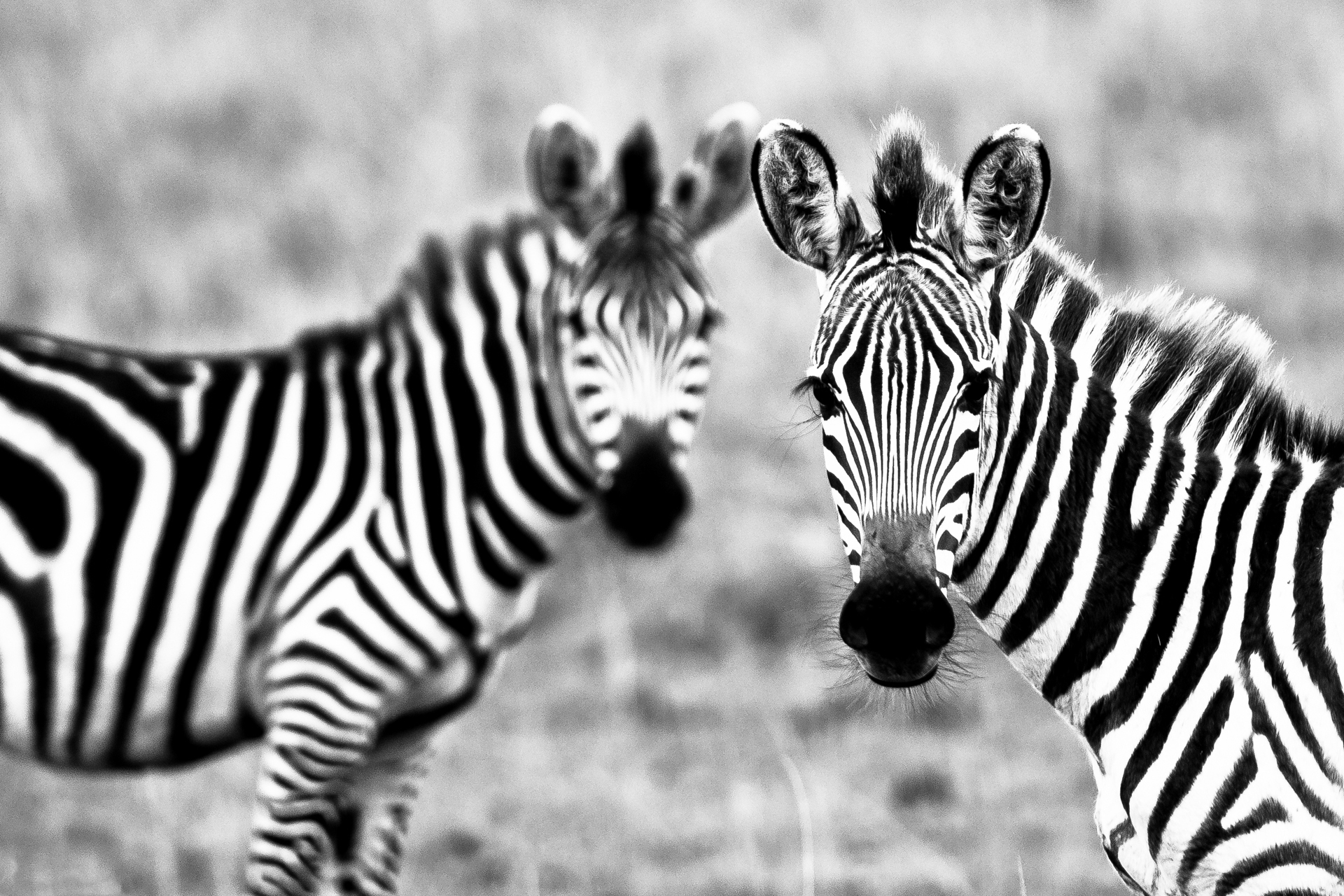 198915 Hintergrundbild herunterladen tiere, zebra - Bildschirmschoner und Bilder kostenlos