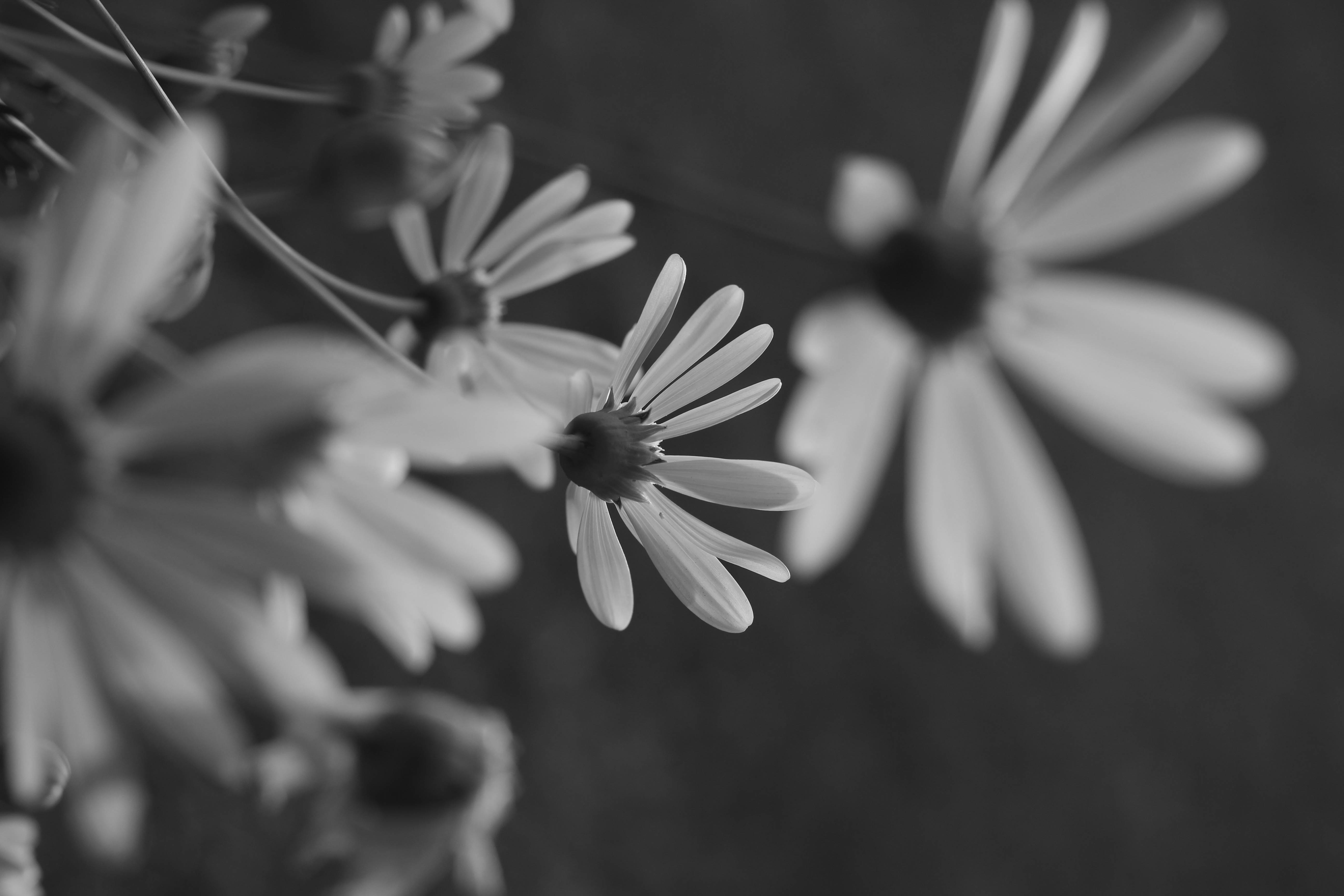 Baixar papel de parede para celular de Flores, Flor, Terra/natureza gratuito.