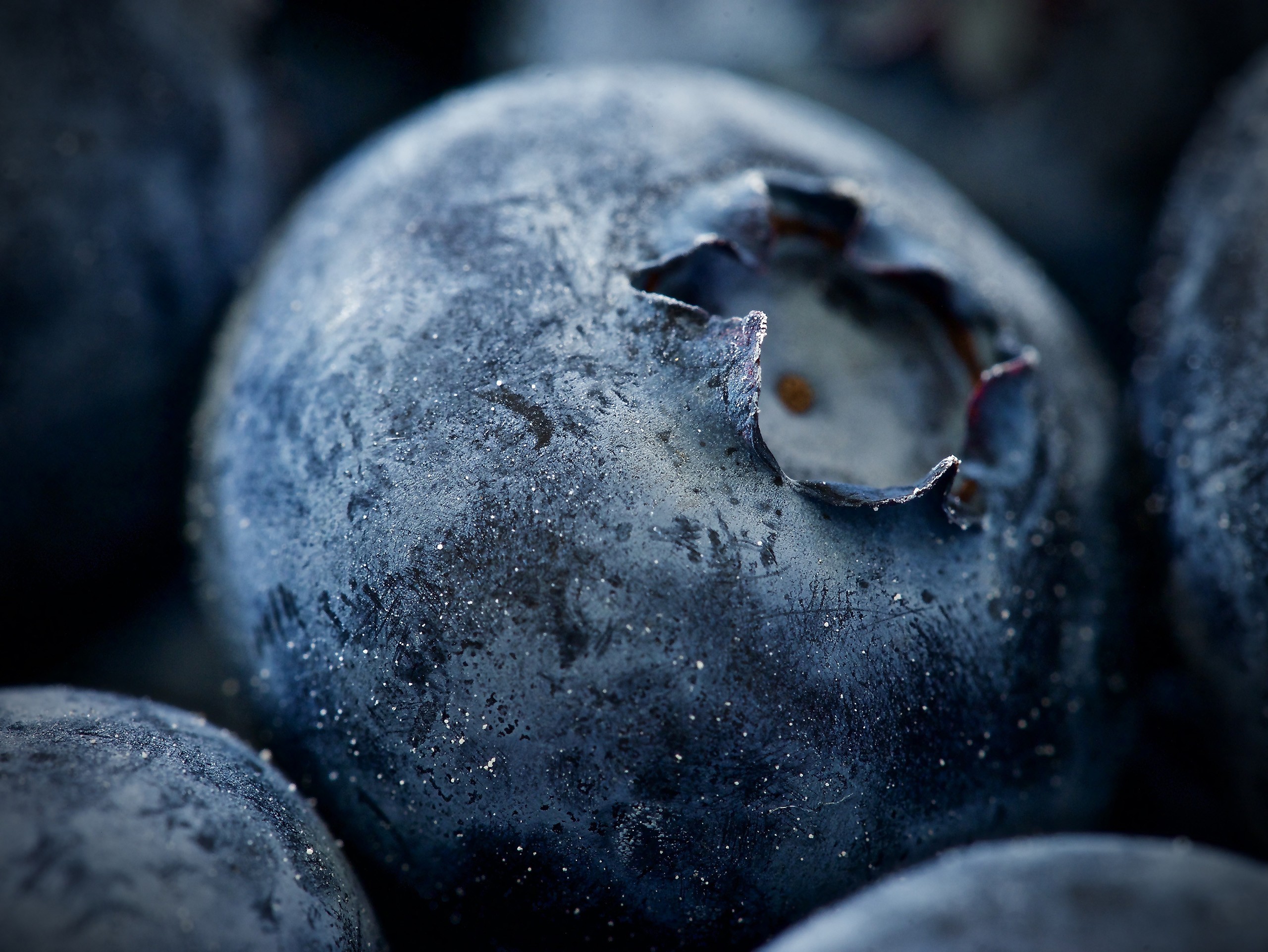 Free download wallpaper Food, Blueberry, Macro, Berry, Fruit on your PC desktop