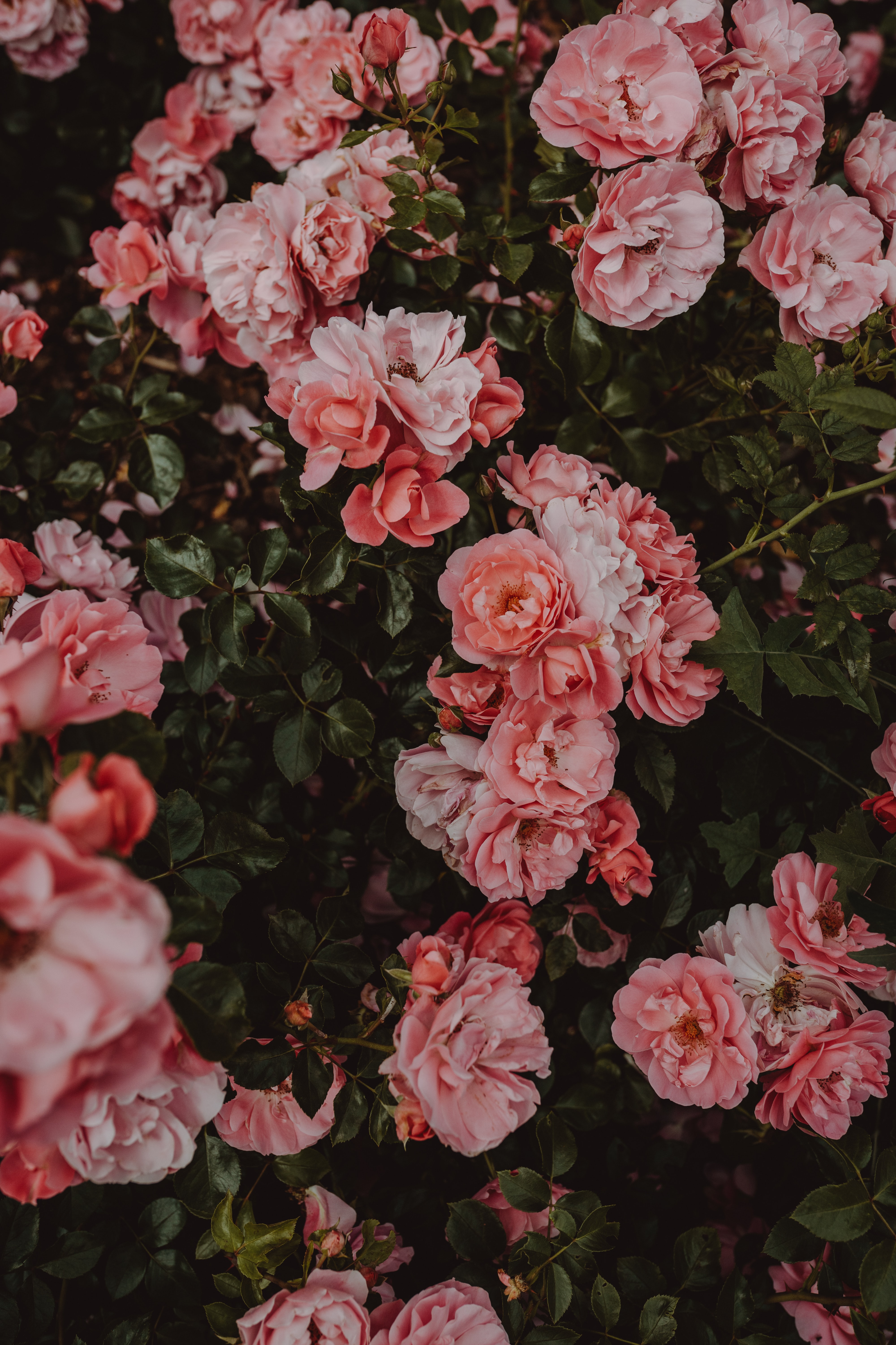 Descarga gratuita de fondo de pantalla para móvil de Arbusto, Floración, Florecer, Flores, Roses.