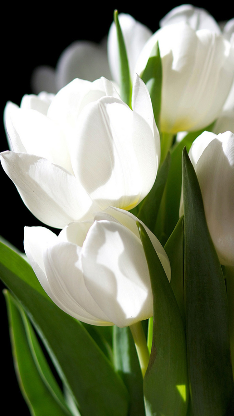 Download mobile wallpaper Tulip, Flowers, Flower, Earth for free.