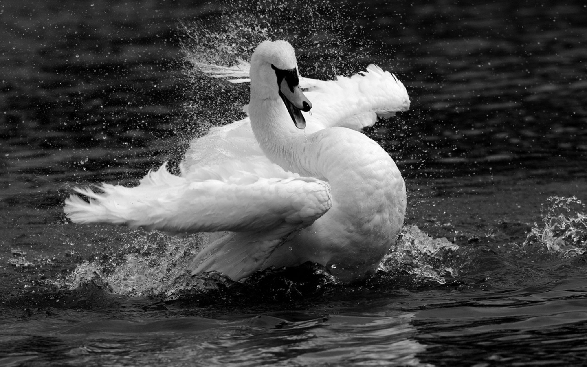 Téléchargez des papiers peints mobile Animaux, Oiseau, La Nature, Cygne Tuberculé gratuitement.