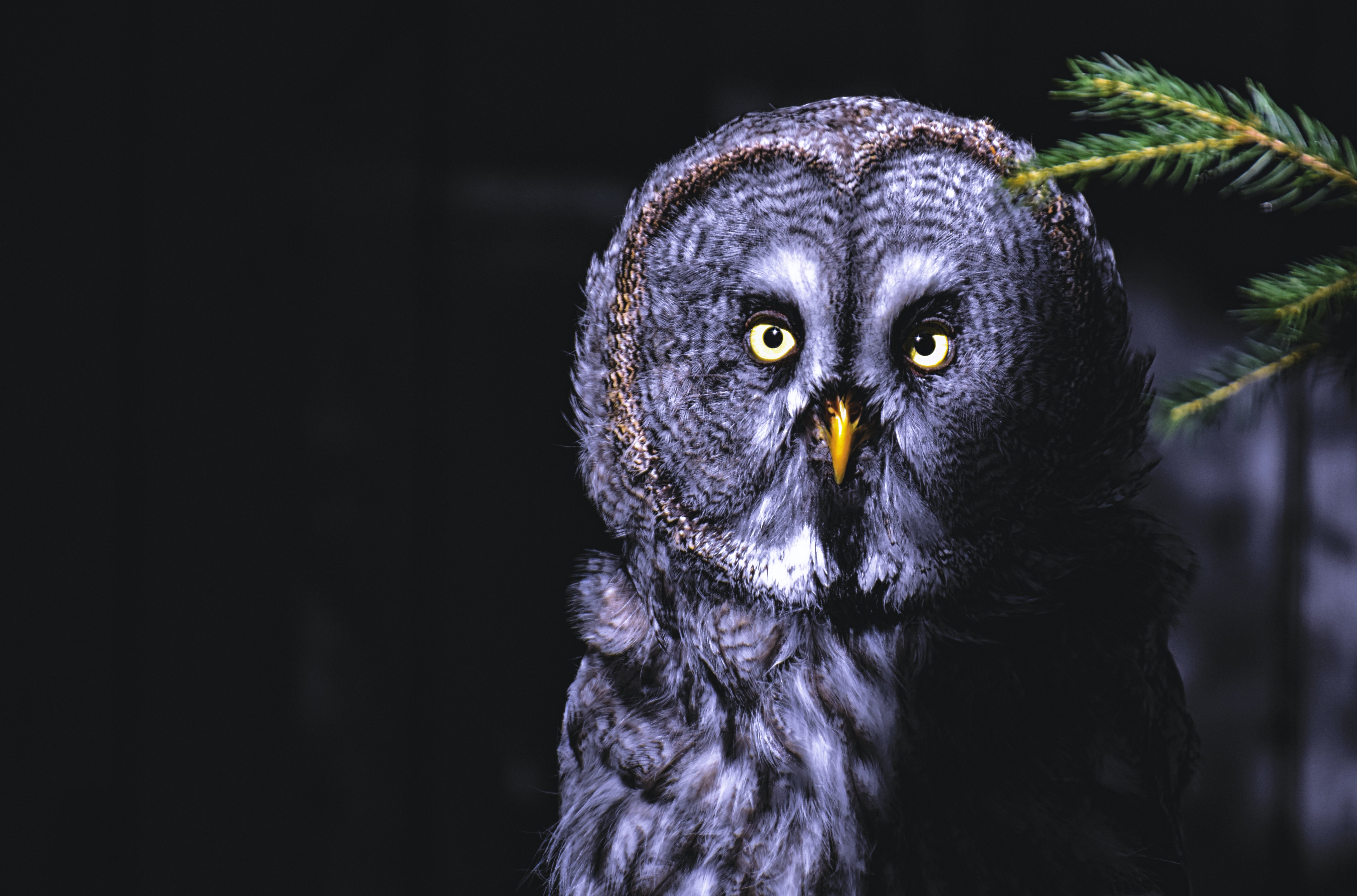 Laden Sie das Tiere, Vögel, Eule, Vogel, Waldkauz-Bild kostenlos auf Ihren PC-Desktop herunter