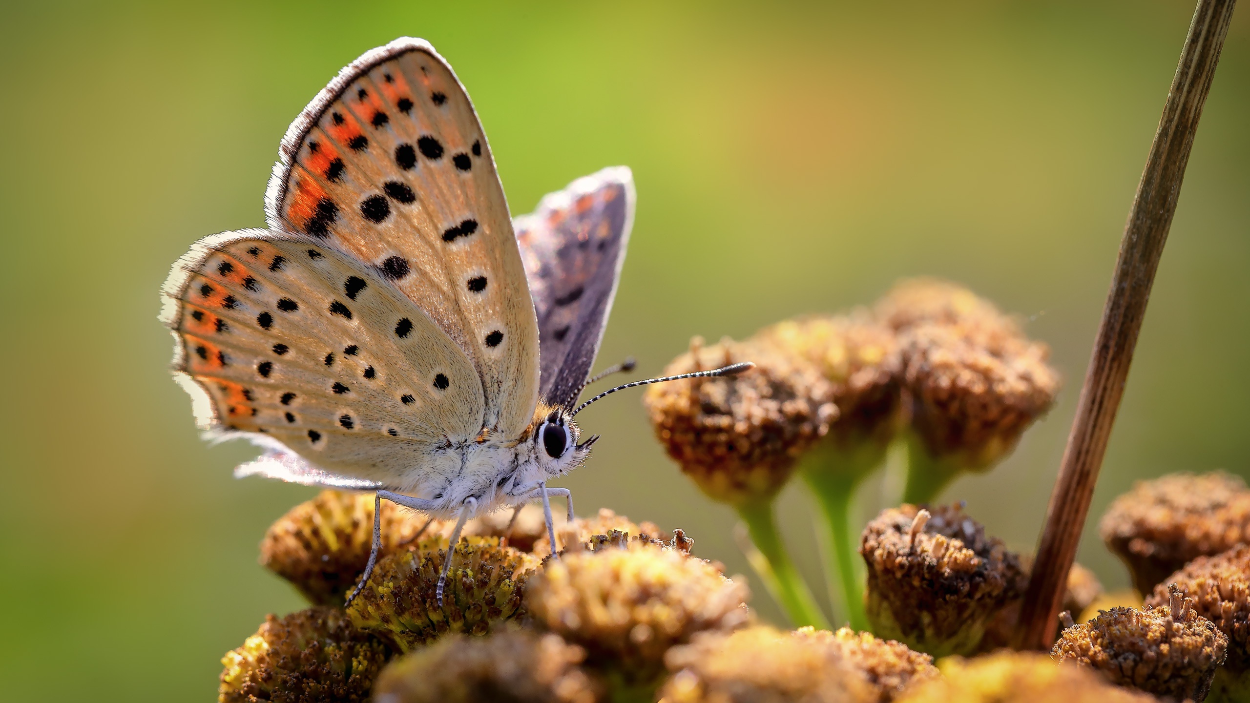 Download mobile wallpaper Macro, Insect, Butterfly, Animal for free.