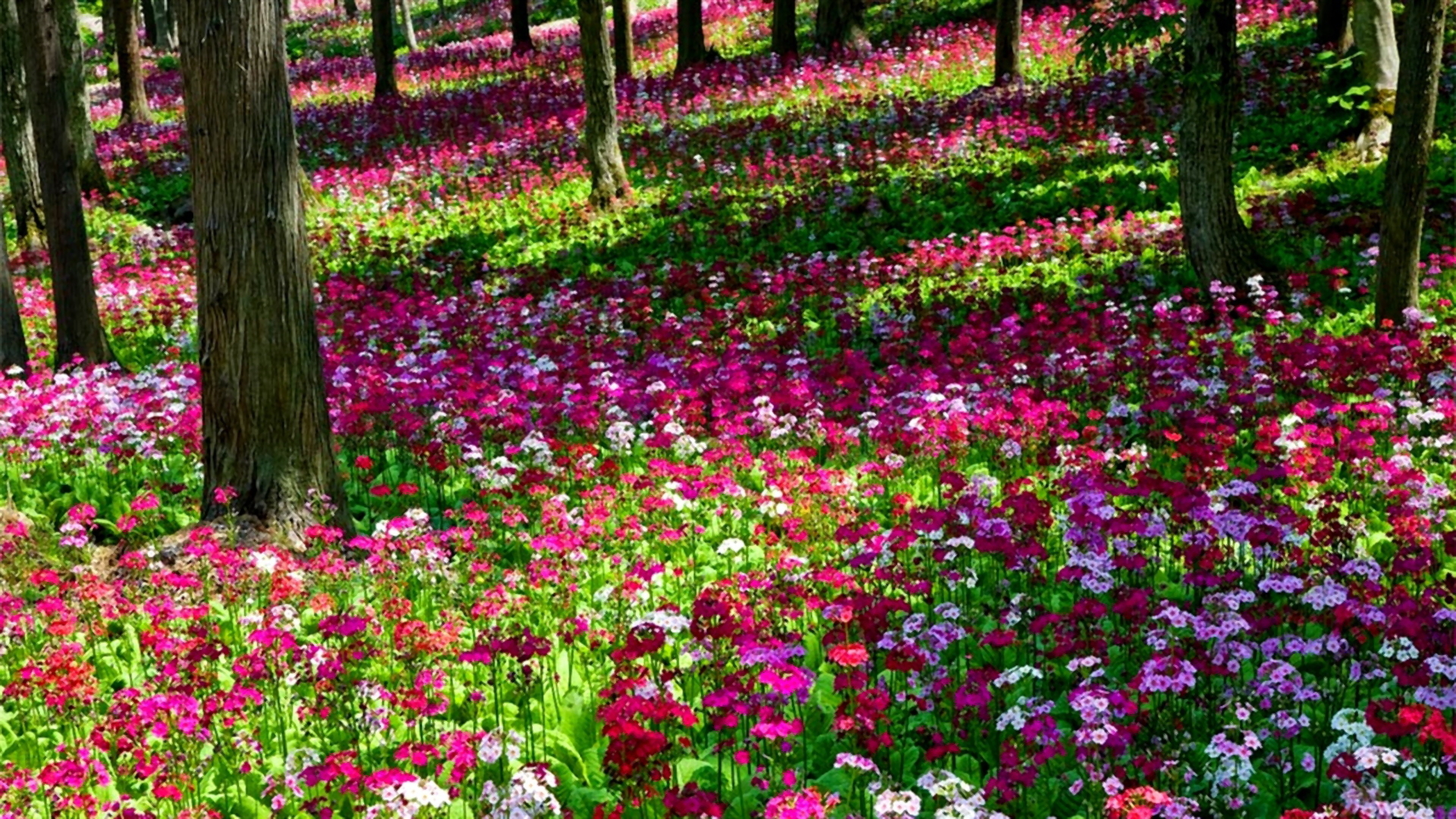 無料モバイル壁紙木, 花, 森, 地球, 春, 白い花, ピンクの花をダウンロードします。