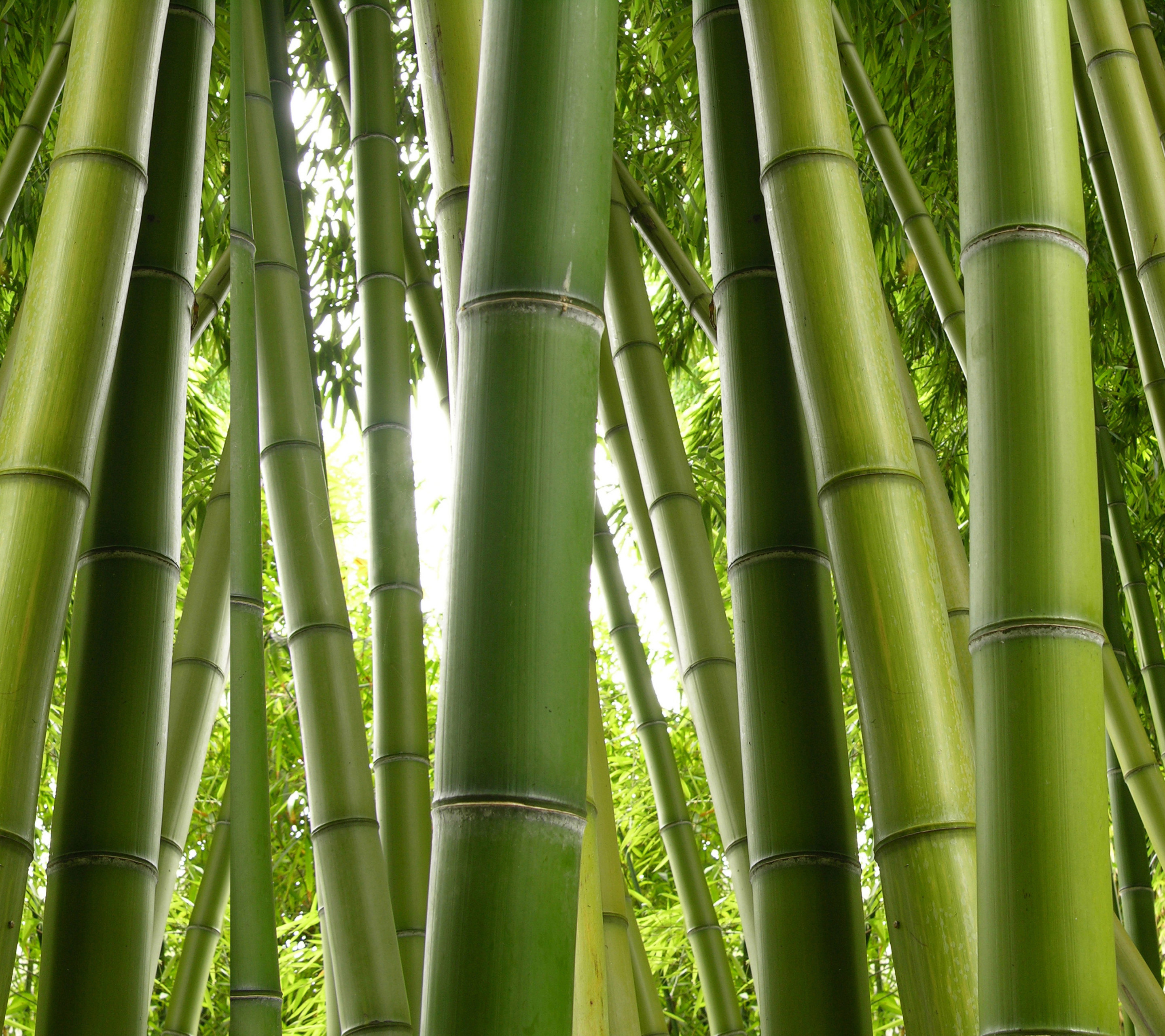 Laden Sie das Natur, Bambus, Erde/natur-Bild kostenlos auf Ihren PC-Desktop herunter