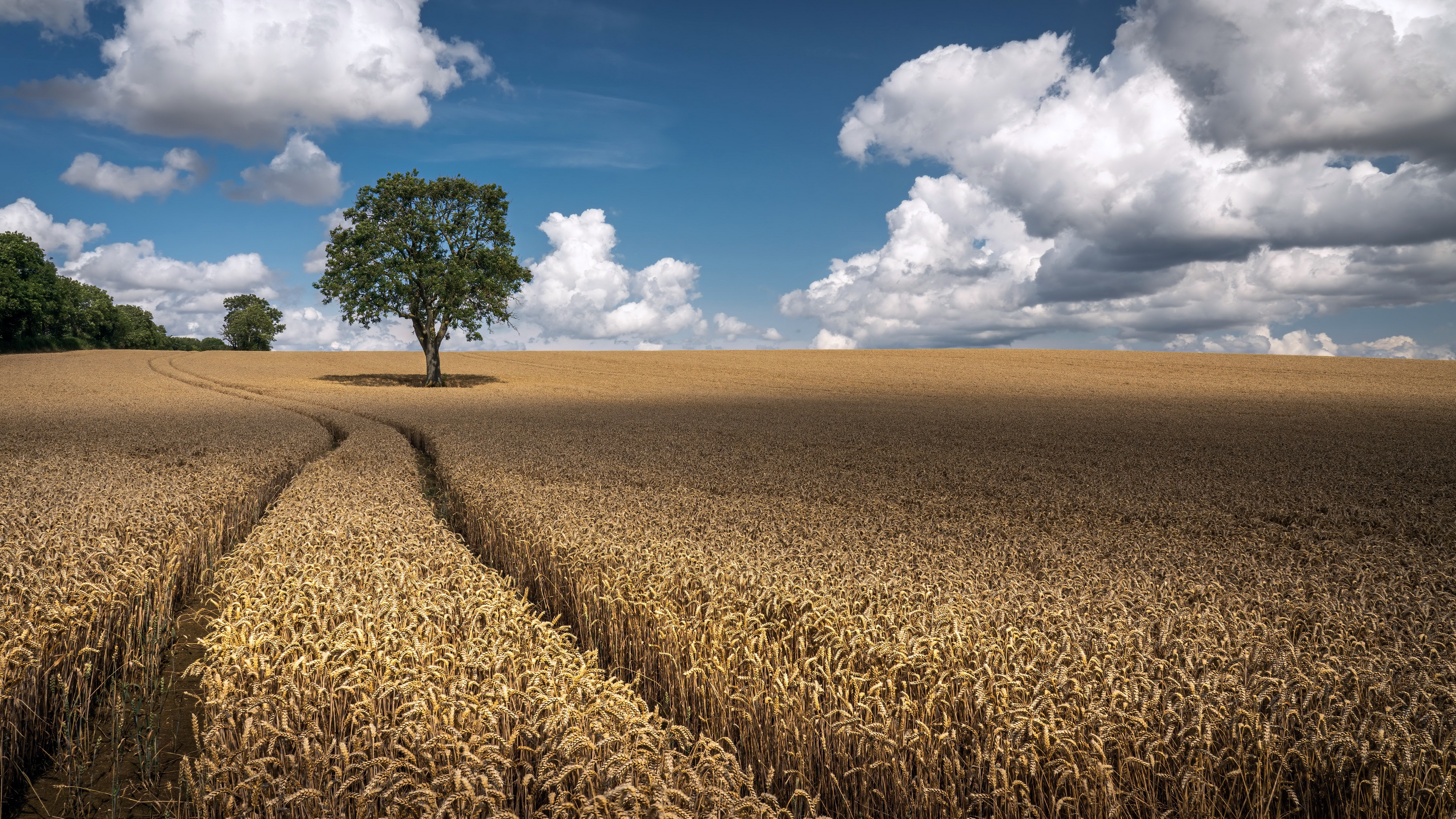 Handy-Wallpaper Weizen, Baum, Feld, Erde/natur kostenlos herunterladen.