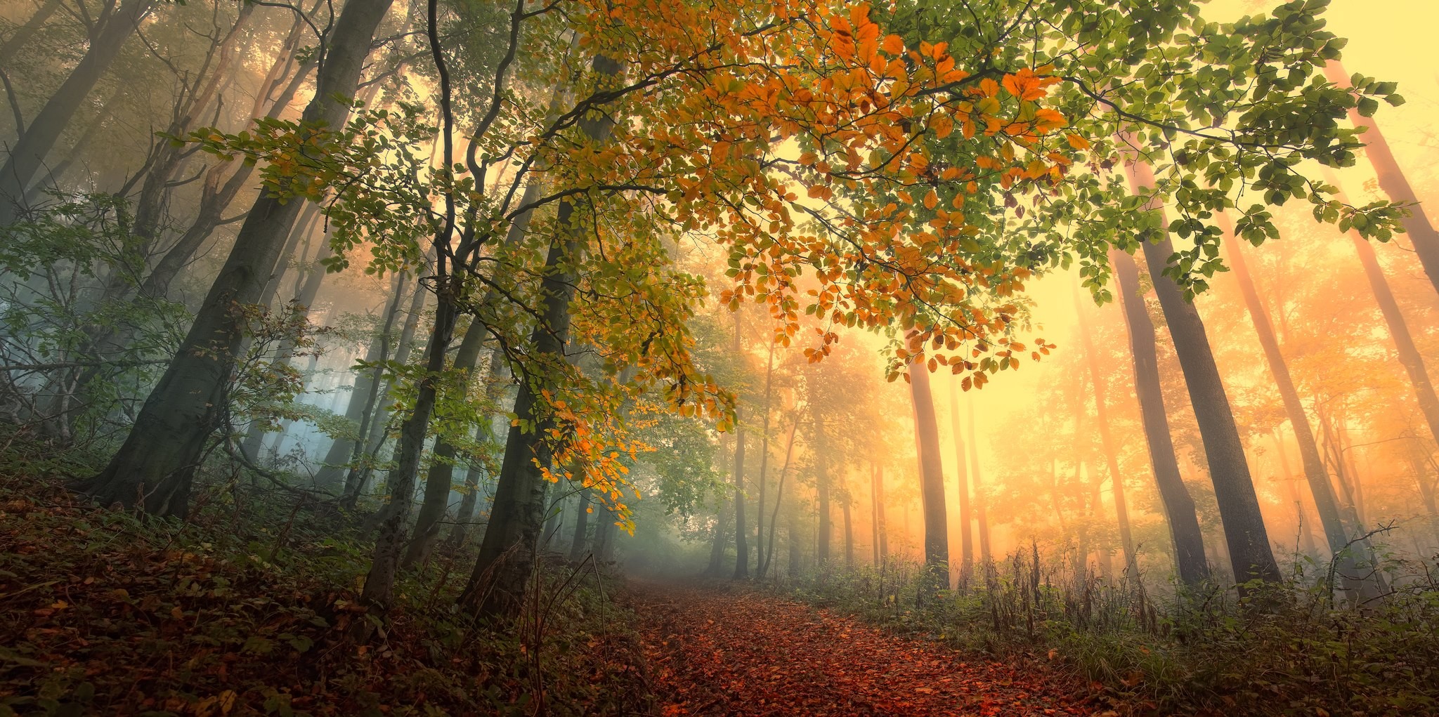 Скачать обои бесплатно Осень, Дорога, Лес, Туман, Красочный, Земля/природа картинка на рабочий стол ПК