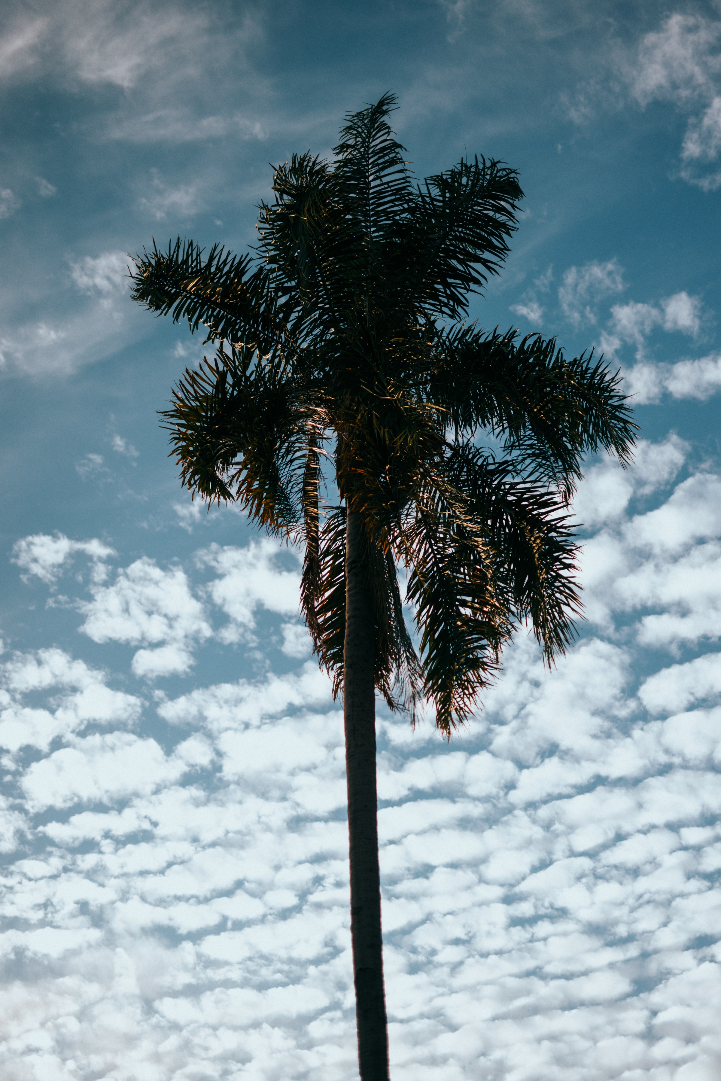 Free download wallpaper Sky, Clouds, Tree, Palm, Wood, Tropics, Nature on your PC desktop