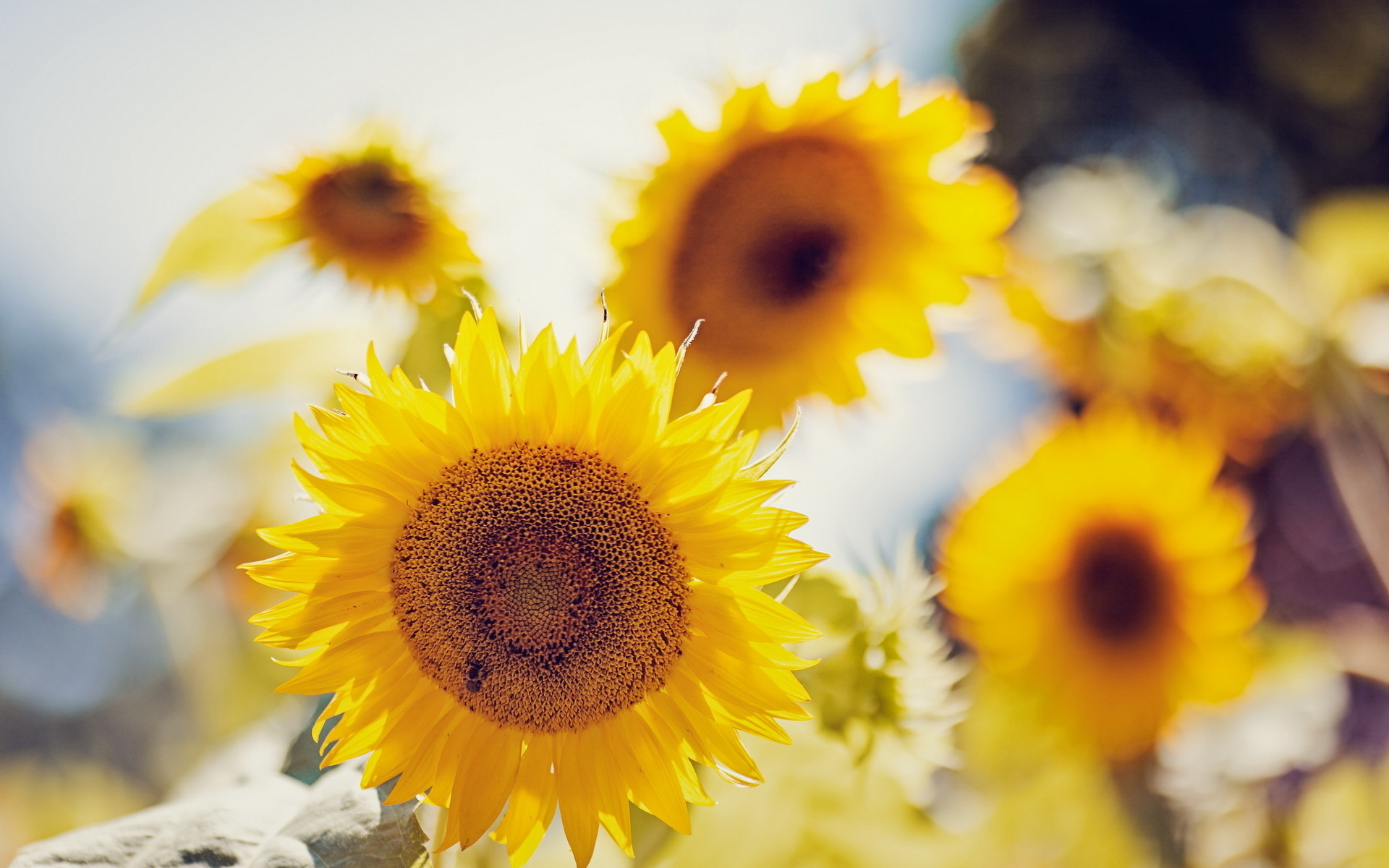 Handy-Wallpaper Sonnenblume, Erde/natur kostenlos herunterladen.