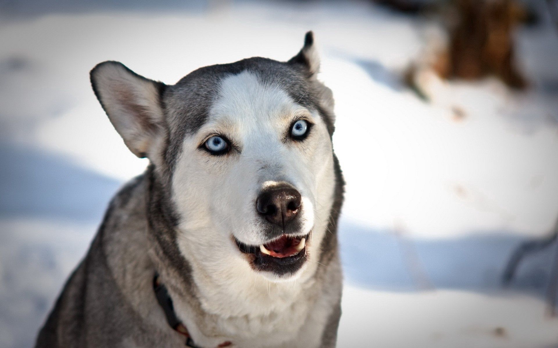 PCデスクトップに動物, 雪, 銃口, ハスカ, 青い目をした, 青い目, 犬, ハスキー画像を無料でダウンロード