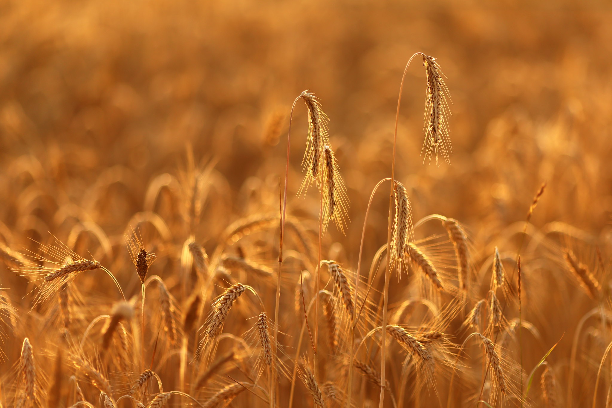 Download mobile wallpaper Nature, Summer, Wheat, Earth for free.