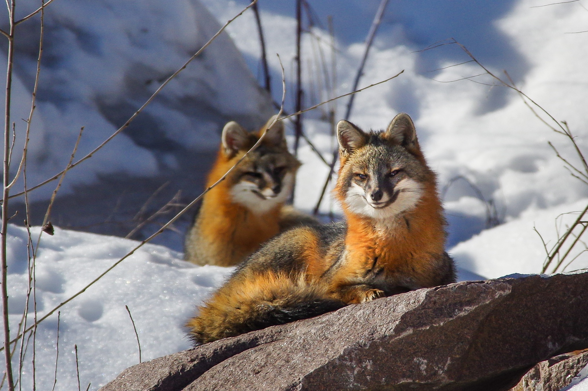 Download mobile wallpaper Snow, Fox, Animal for free.