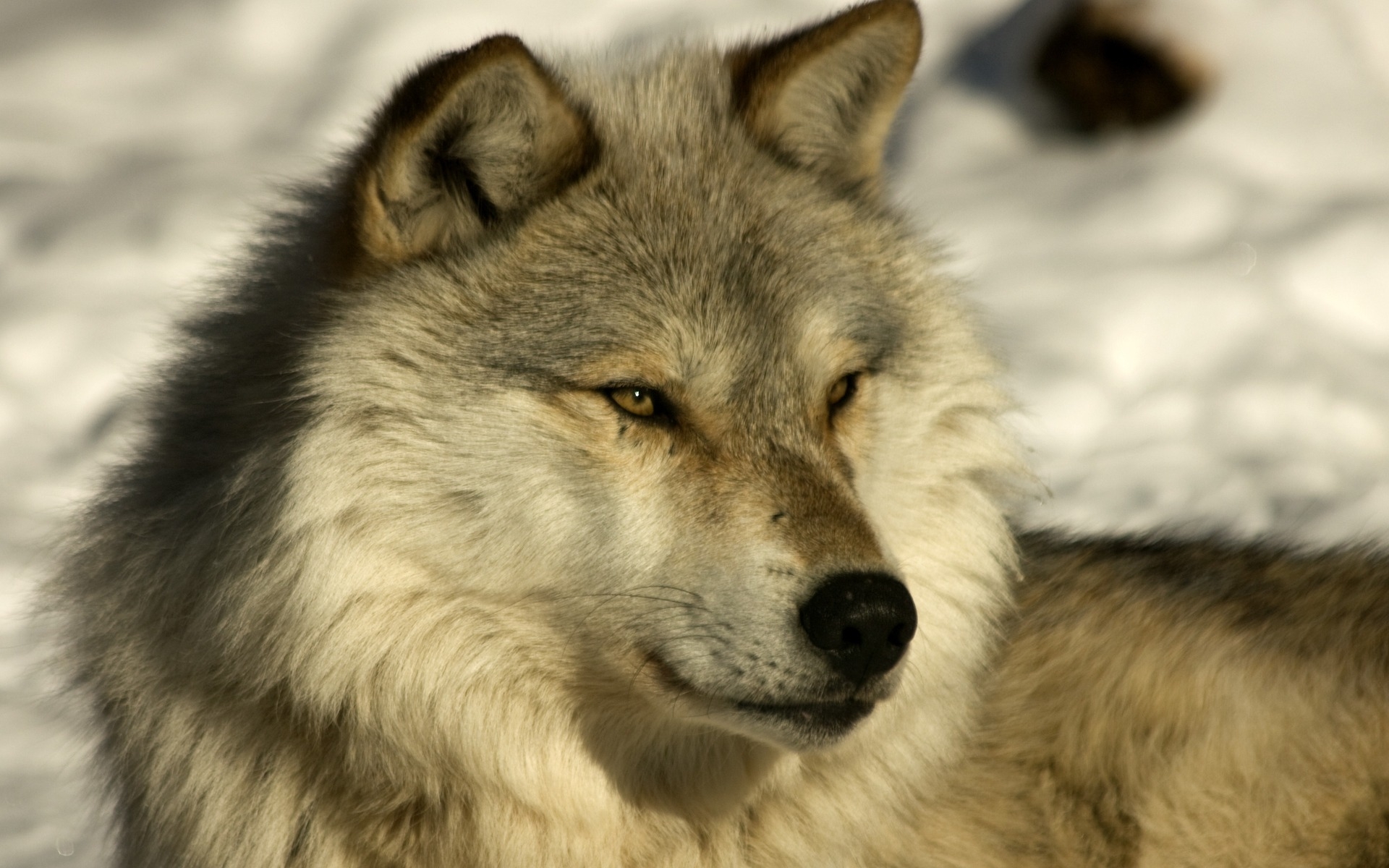 wolfs, animals, yellow wallpaper for mobile