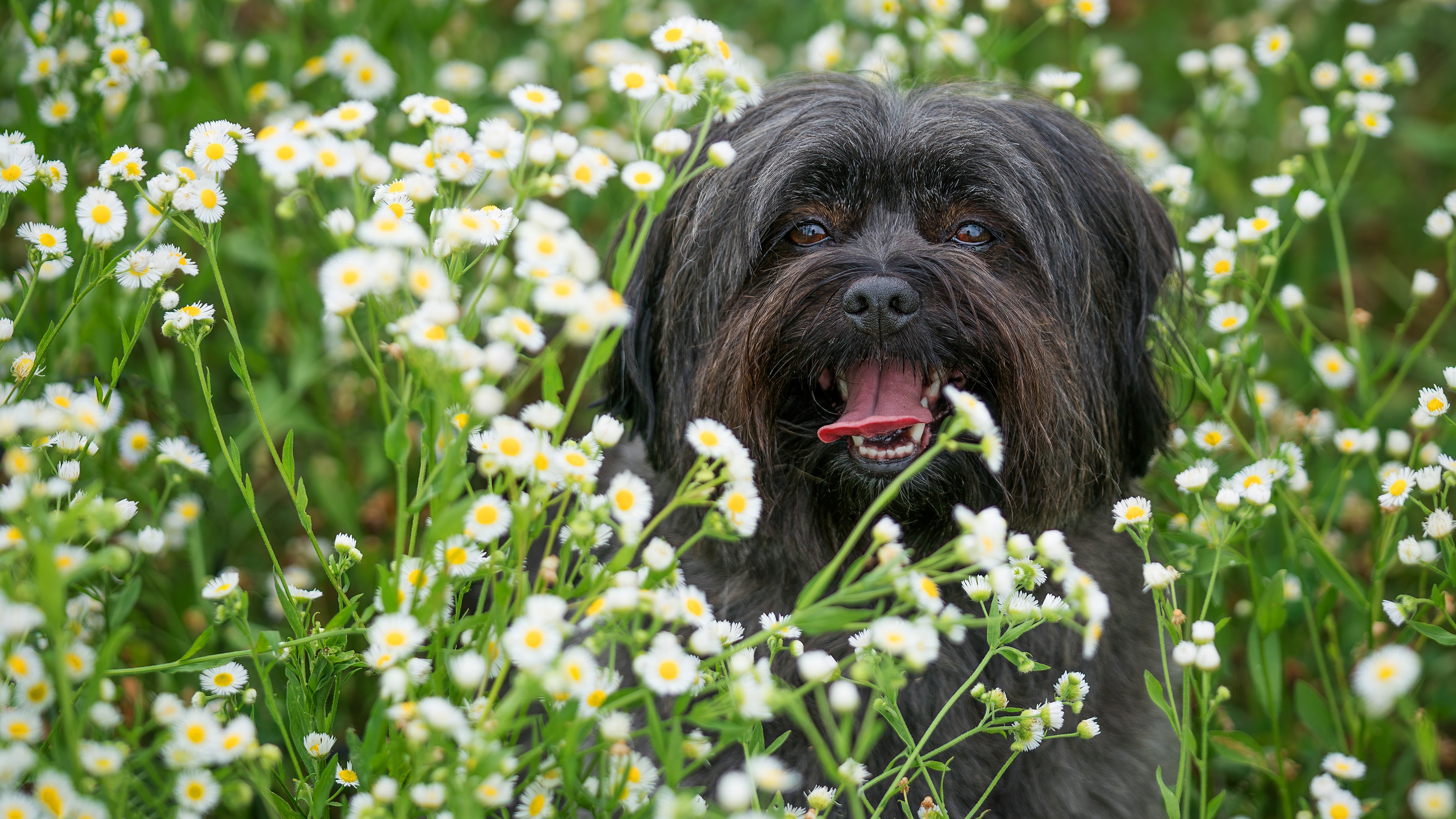 Free download wallpaper Dogs, Flower, Dog, Animal on your PC desktop