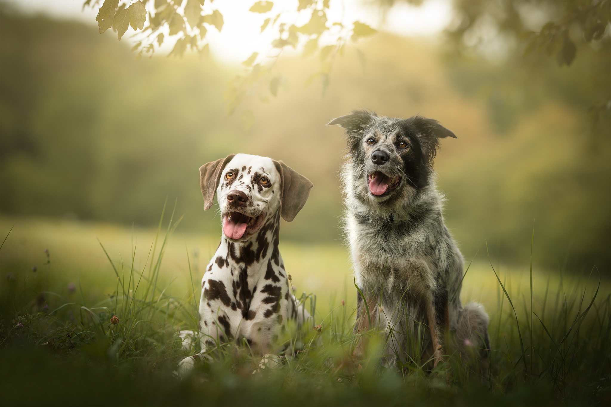 Free download wallpaper Dogs, Dog, Animal, Dalmatian on your PC desktop