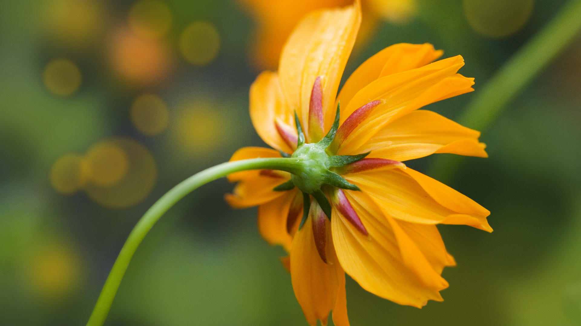 Laden Sie das Natur, Blumen, Blume, Erde/natur, Kosmeen-Bild kostenlos auf Ihren PC-Desktop herunter