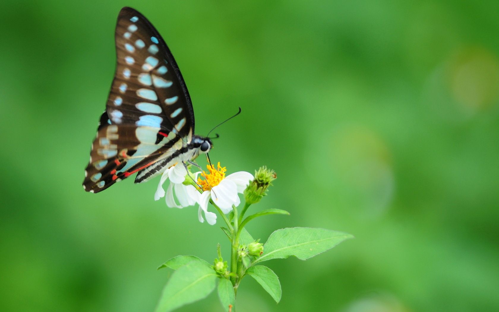 Laden Sie das Muster, Flügel, Blume, Schmetterling, Tiere-Bild kostenlos auf Ihren PC-Desktop herunter