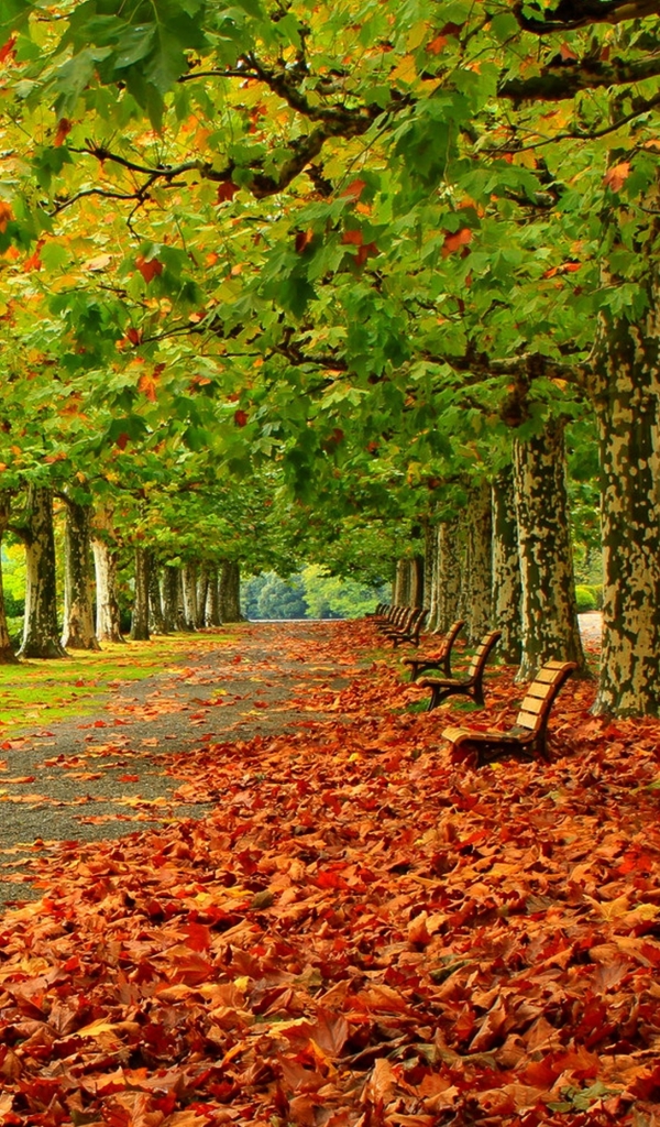 Скачать картинку Осень, Парк, Дерево, Лист, Листва, Скамейка, Скамья, Фотографии, Падать в телефон бесплатно.