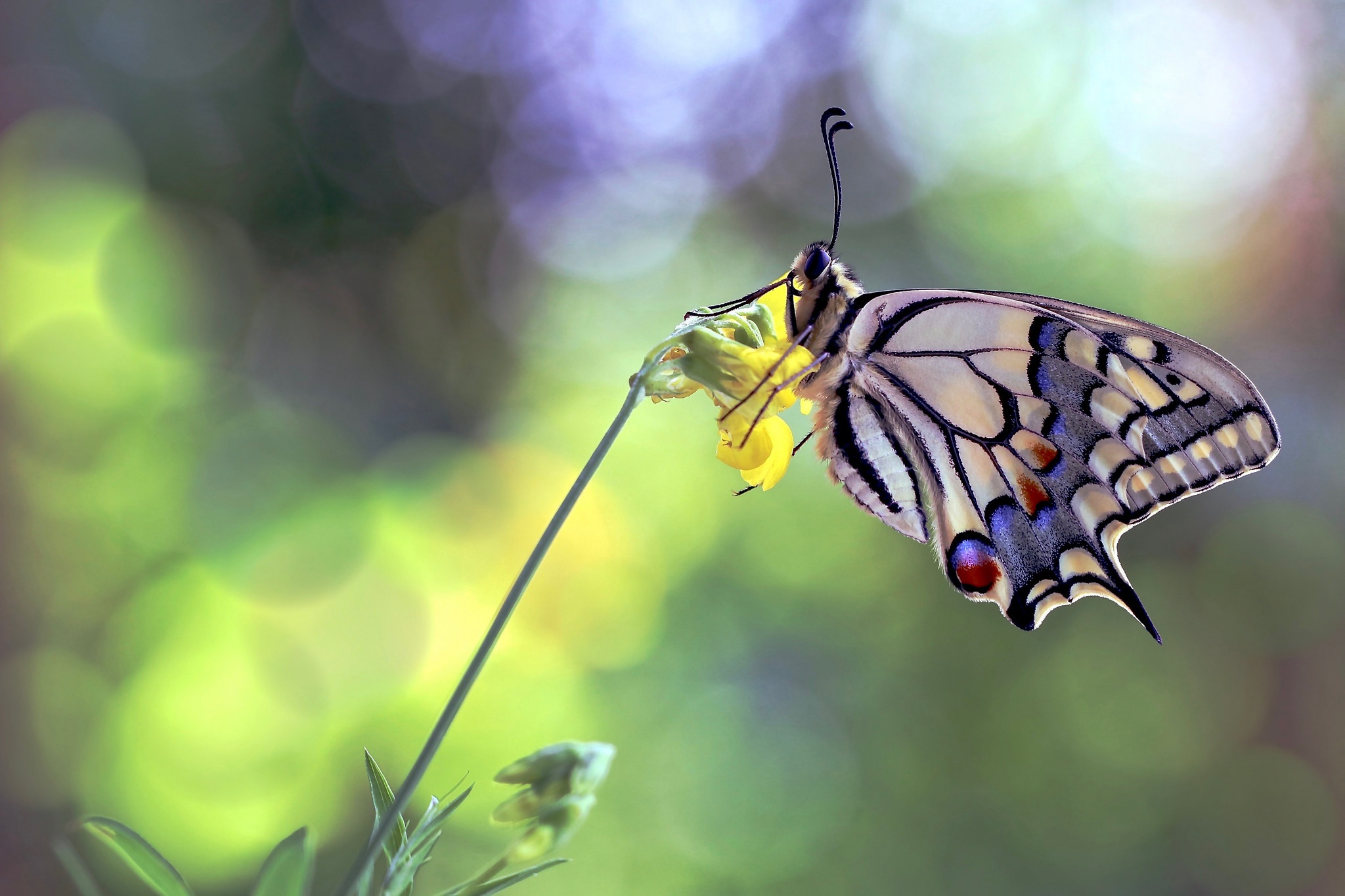 Download mobile wallpaper Macro, Insect, Butterfly, Animal for free.