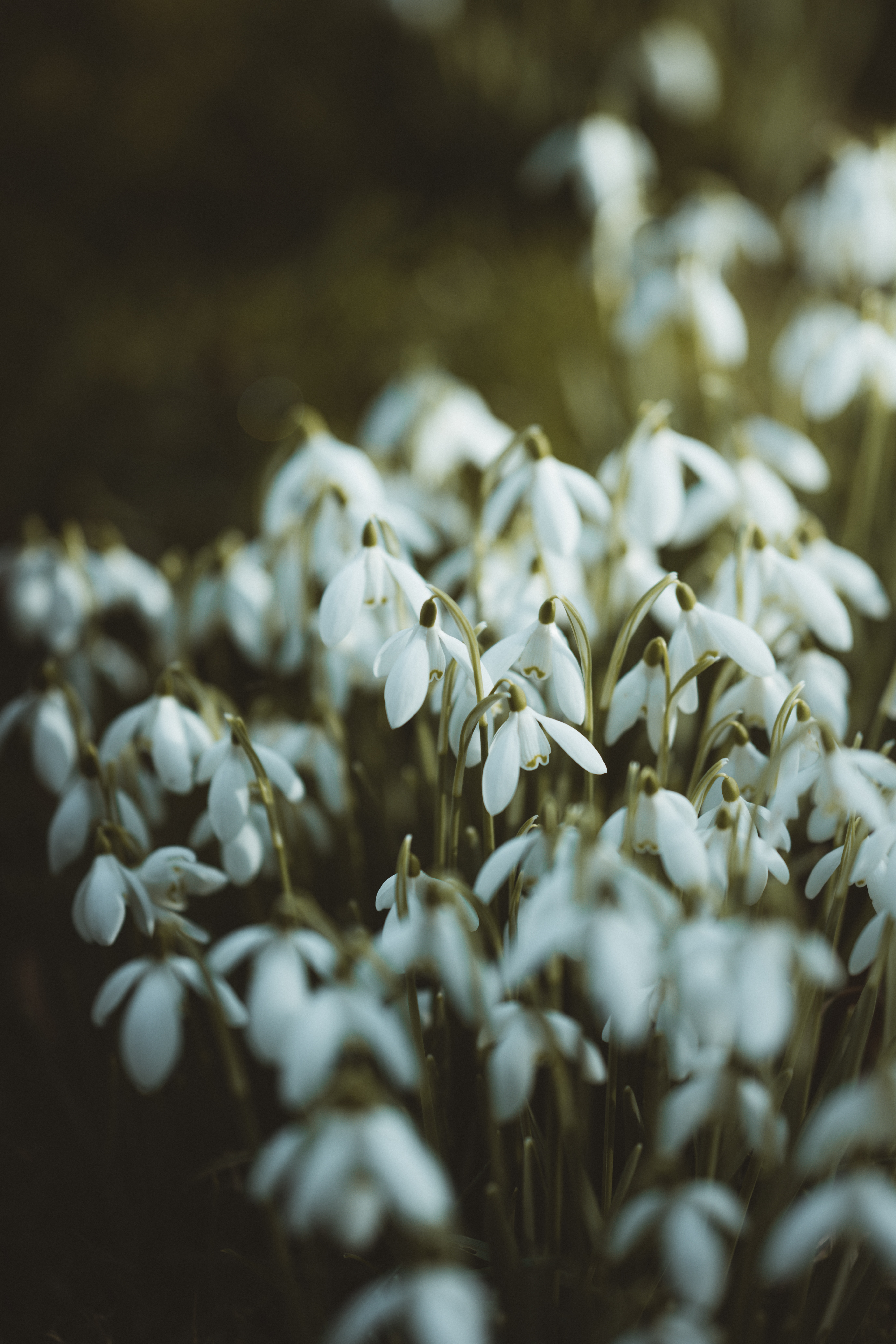 snowdrops, flowers, white, spring