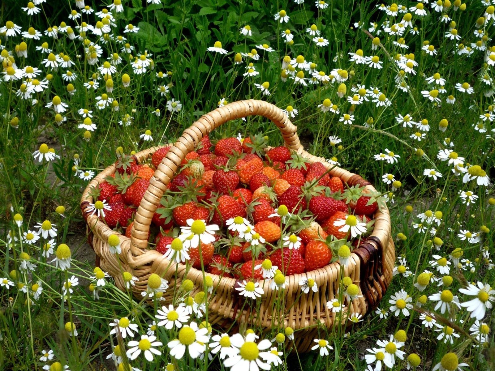 Free download wallpaper Nature, Food, Strawberry, Still Life, Basket, Daisy, White Flower on your PC desktop