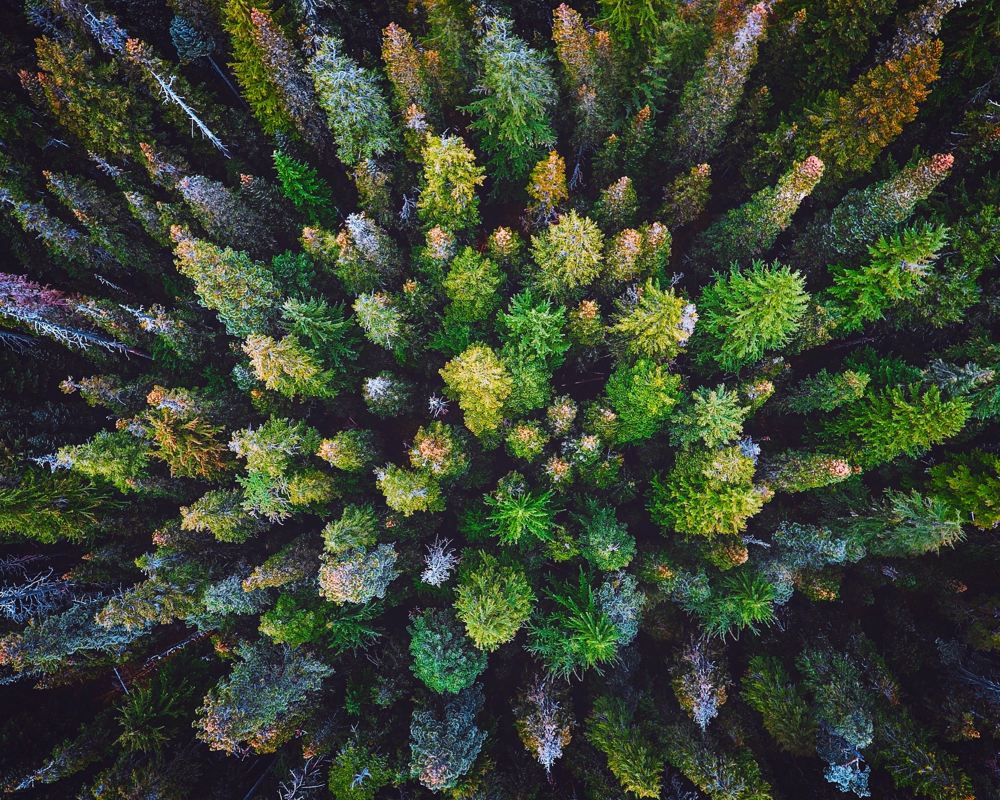 Handy-Wallpaper Wald, Baum, Erde/natur, Luftbildfotografie kostenlos herunterladen.
