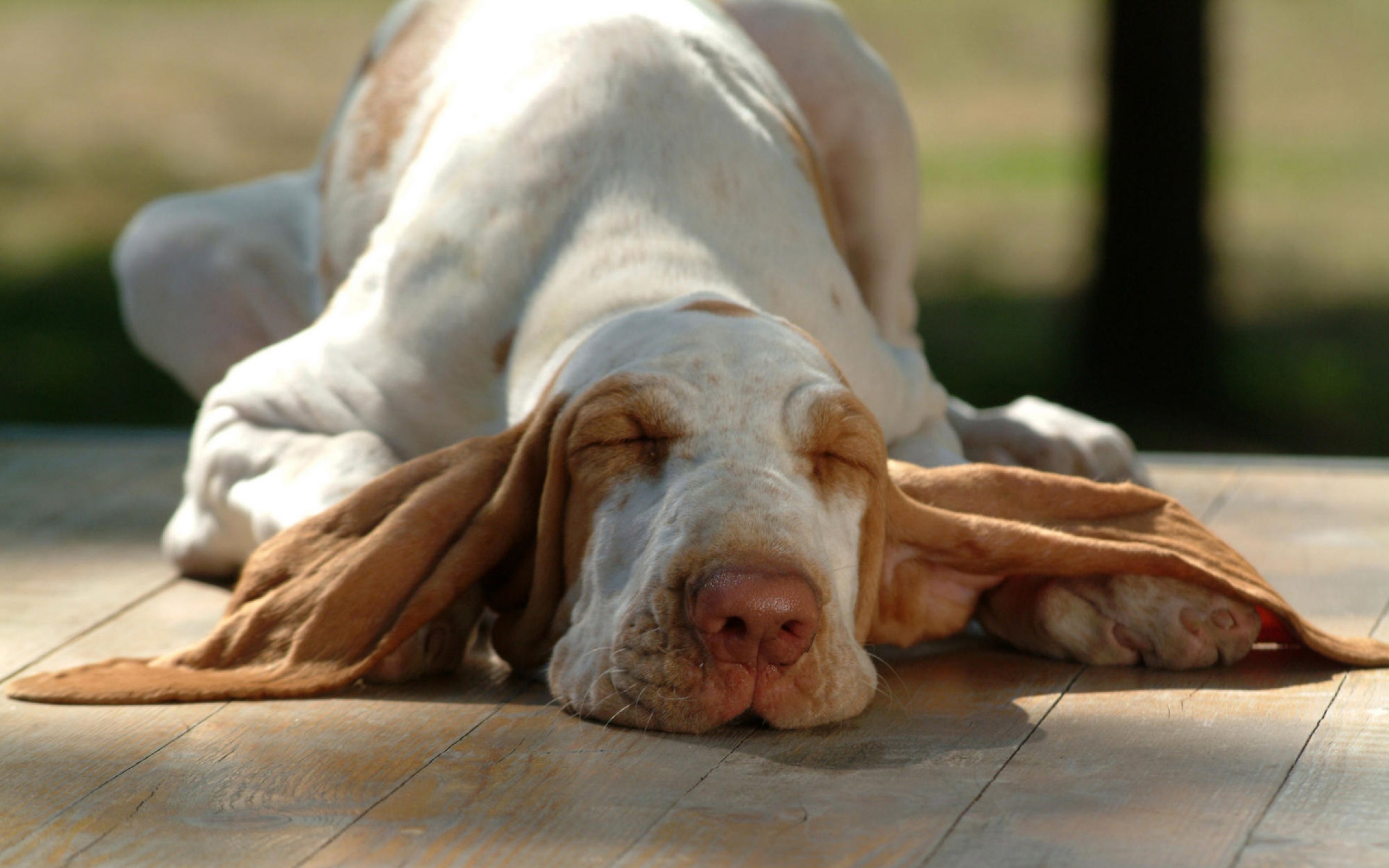Download mobile wallpaper Bracco Italiano, Dogs, Lying Down, Dog, Animal for free.