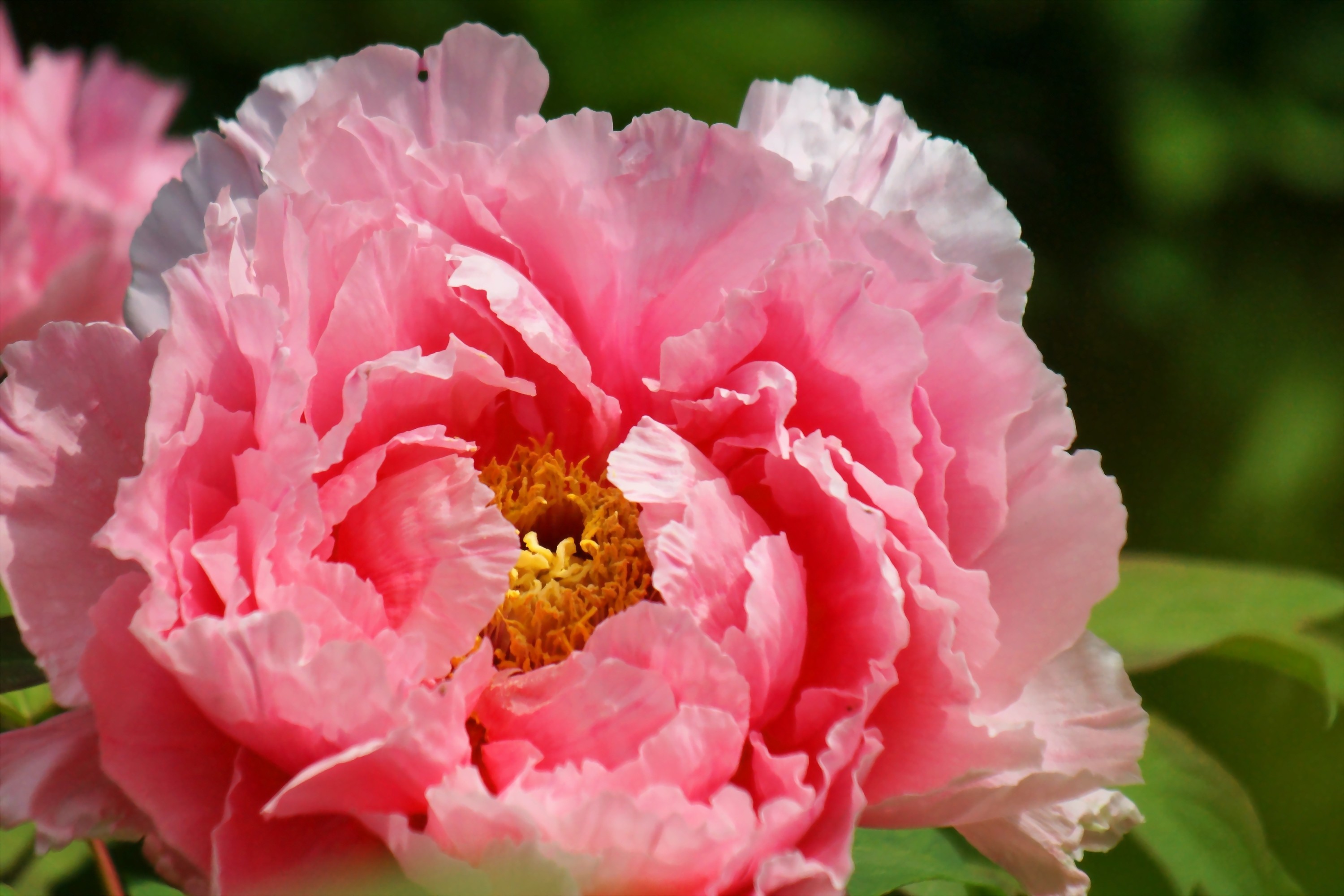 Download mobile wallpaper Flowers, Flower, Close Up, Earth, Peony, Pink Flower for free.