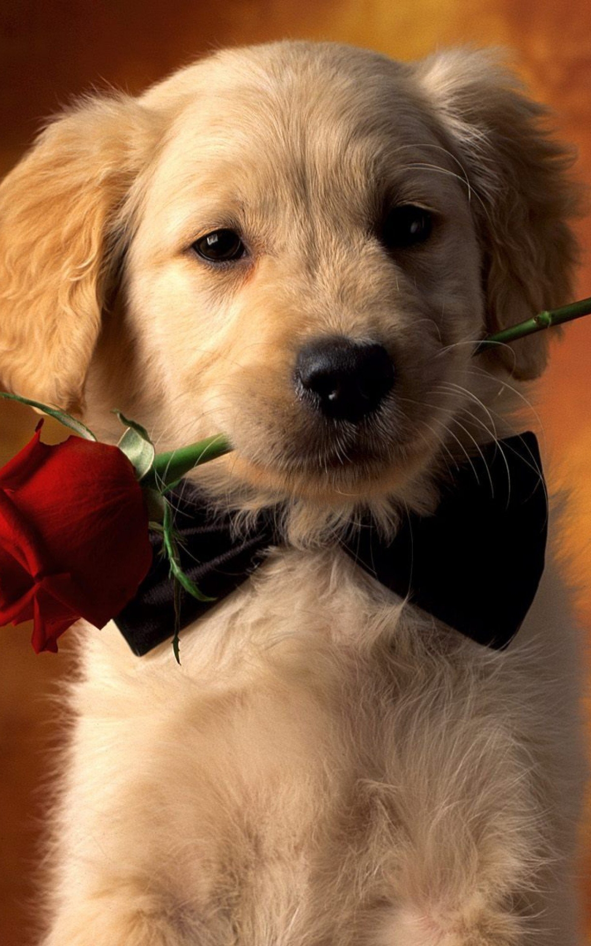 Handy-Wallpaper Tiere, Hunde, Welpen, Golden Retriever, Rote Rose, Welpe kostenlos herunterladen.