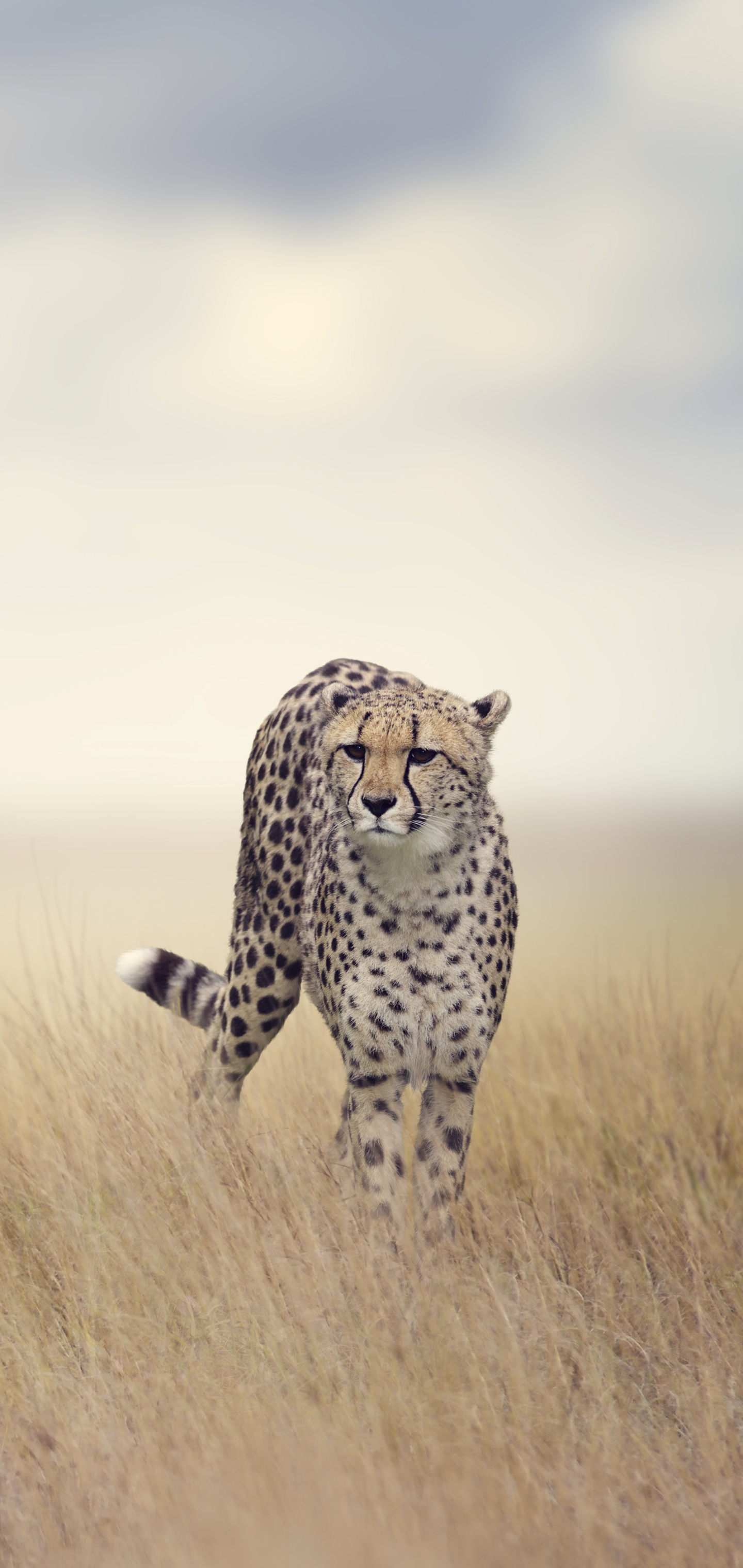 Download mobile wallpaper Cats, Grass, Cheetah, Animal for free.