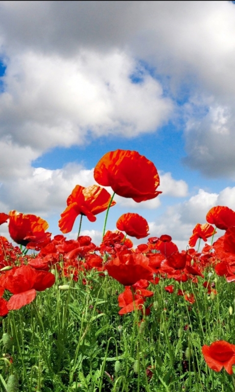 Download mobile wallpaper Flowers, Sky, Earth, Field, Cloud, Poppy for free.