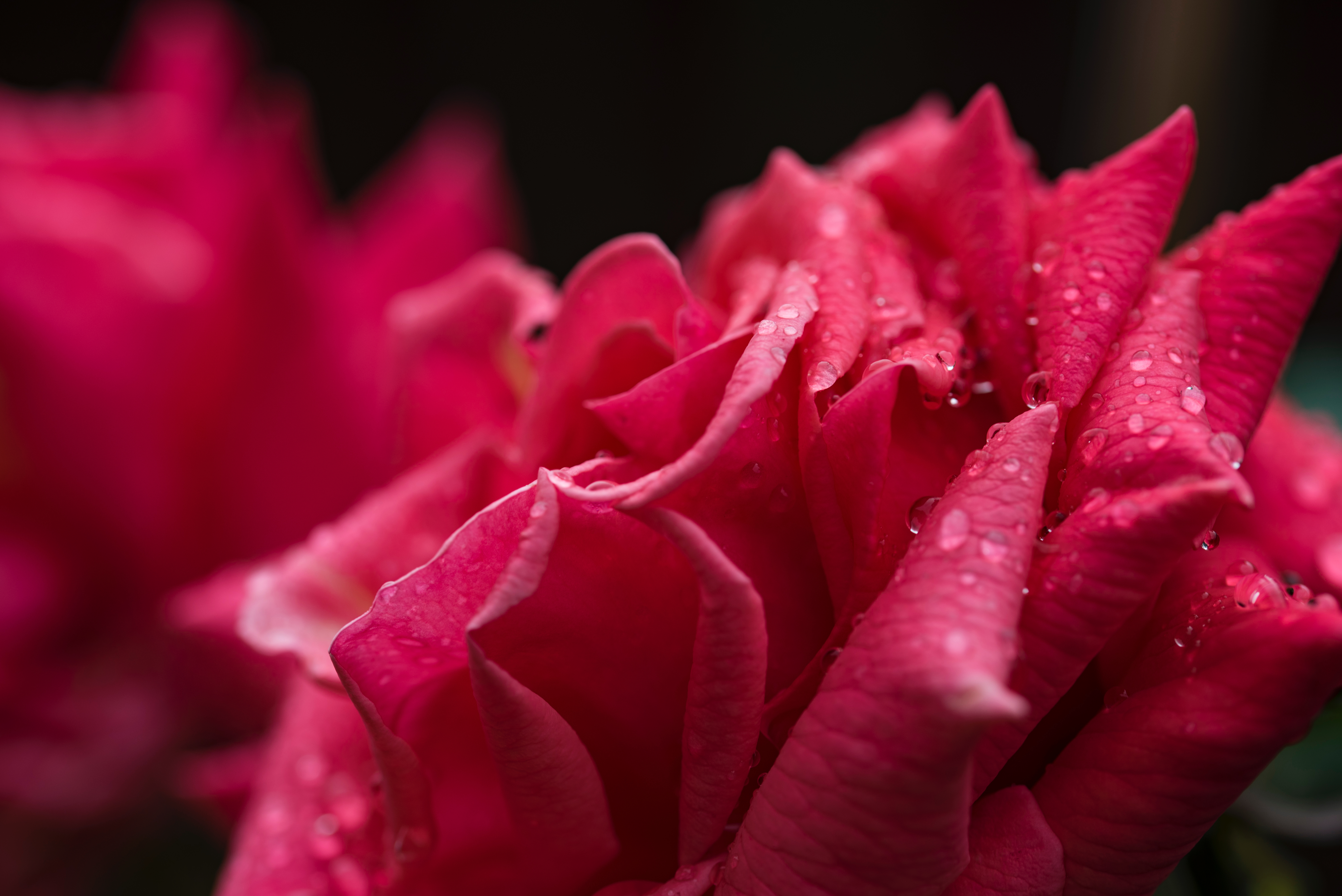 drops, flowers, rose flower, rose, petals desktop HD wallpaper