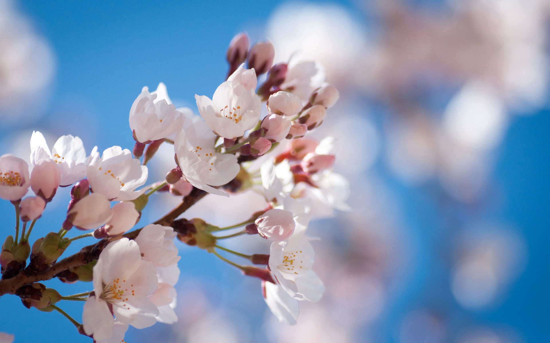 Free download wallpaper Blossom, Flowers, Earth on your PC desktop