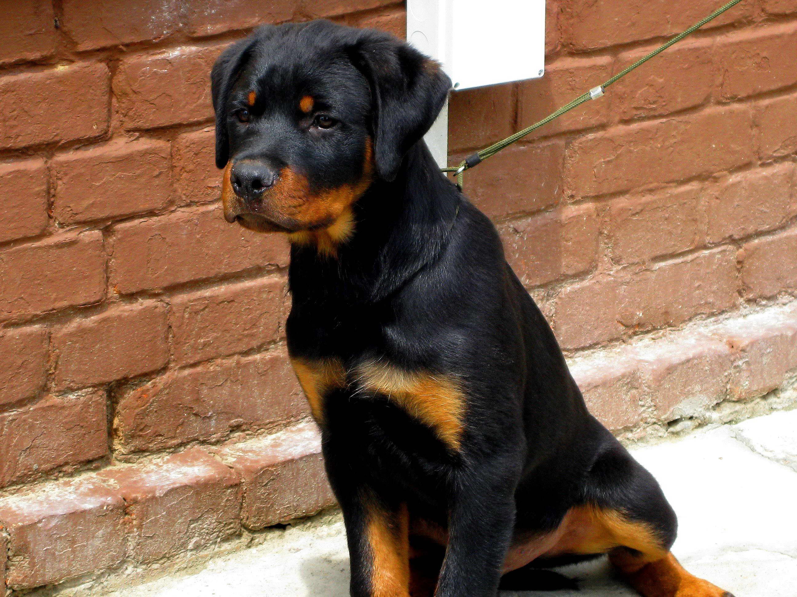 Download mobile wallpaper Dogs, Dog, Animal, Puppy, Rottweiler, Baby Animal for free.