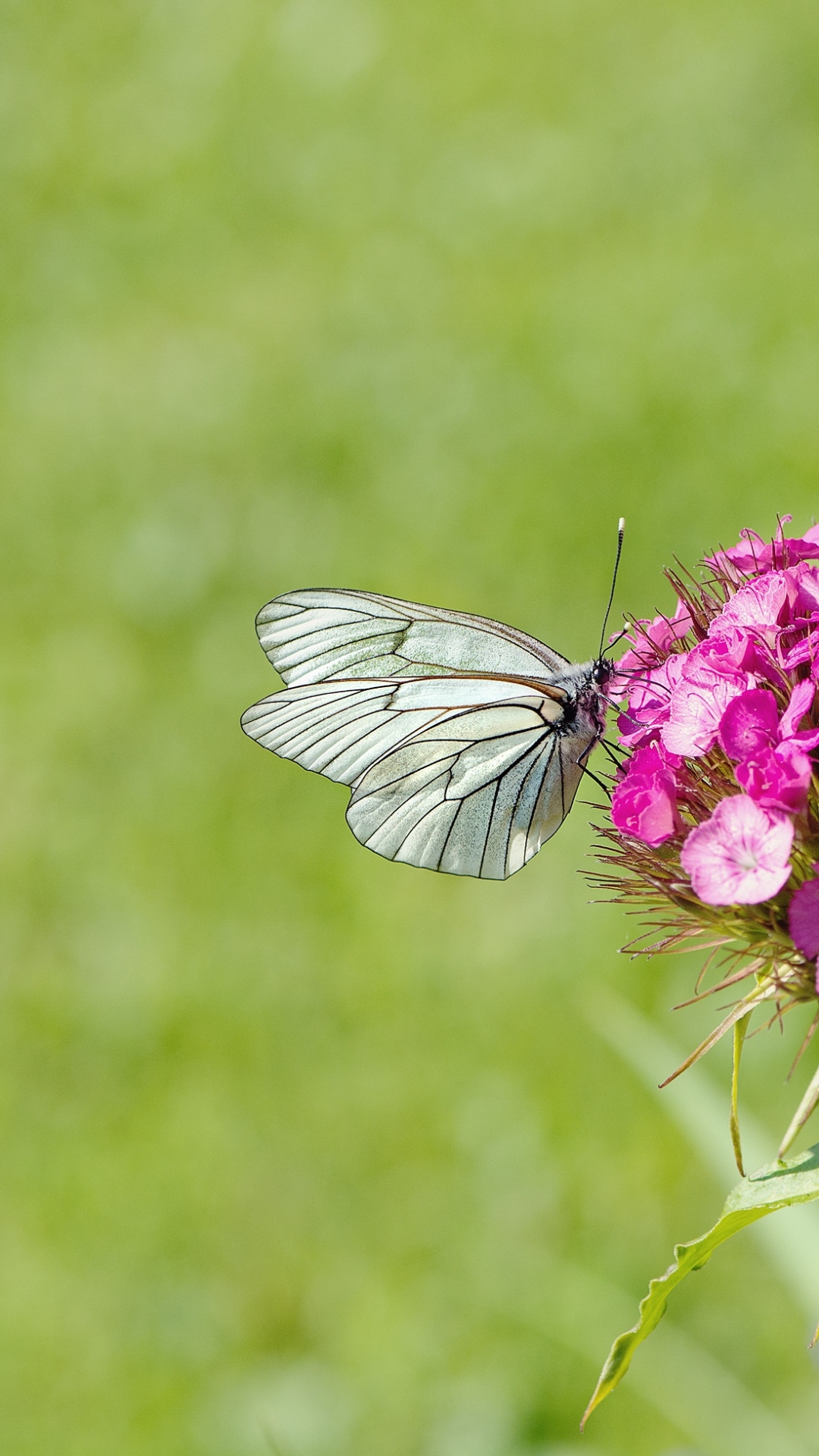 Descarga gratuita de fondo de pantalla para móvil de Animales, Flor, Flor Rosa, Insecto, Mariposa.