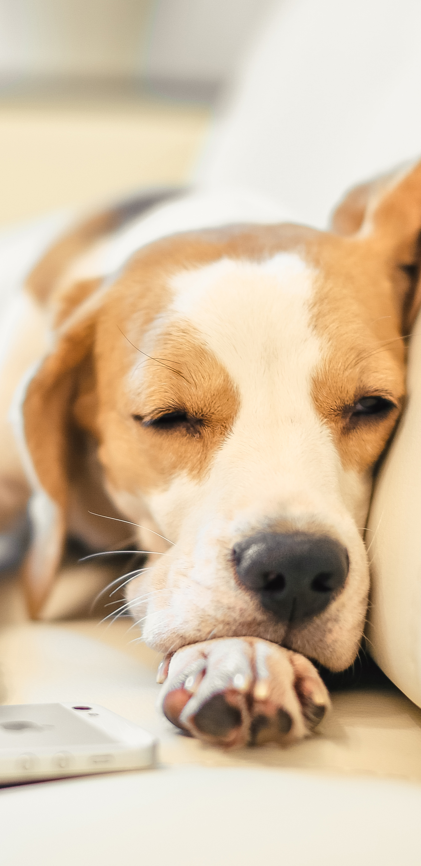 Download mobile wallpaper Dogs, Dog, Muzzle, Animal, Sleeping, Beagle for free.