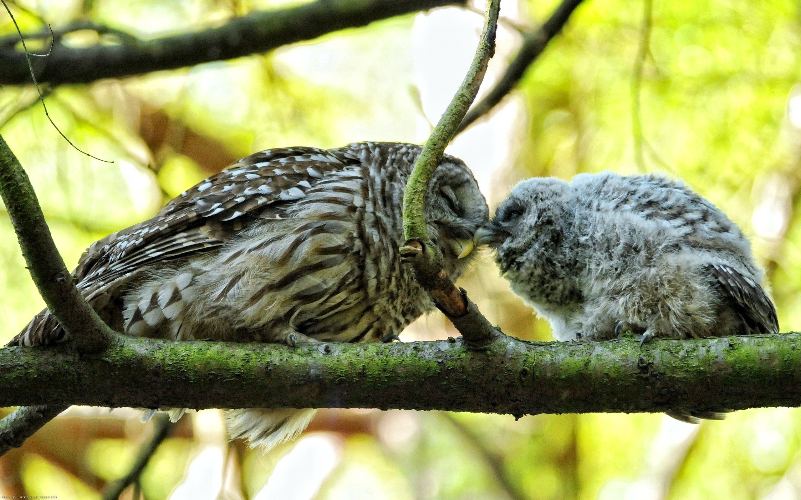 Download mobile wallpaper Branches, Animals, Tenderness, Pair, Birds, Owl, Couple for free.