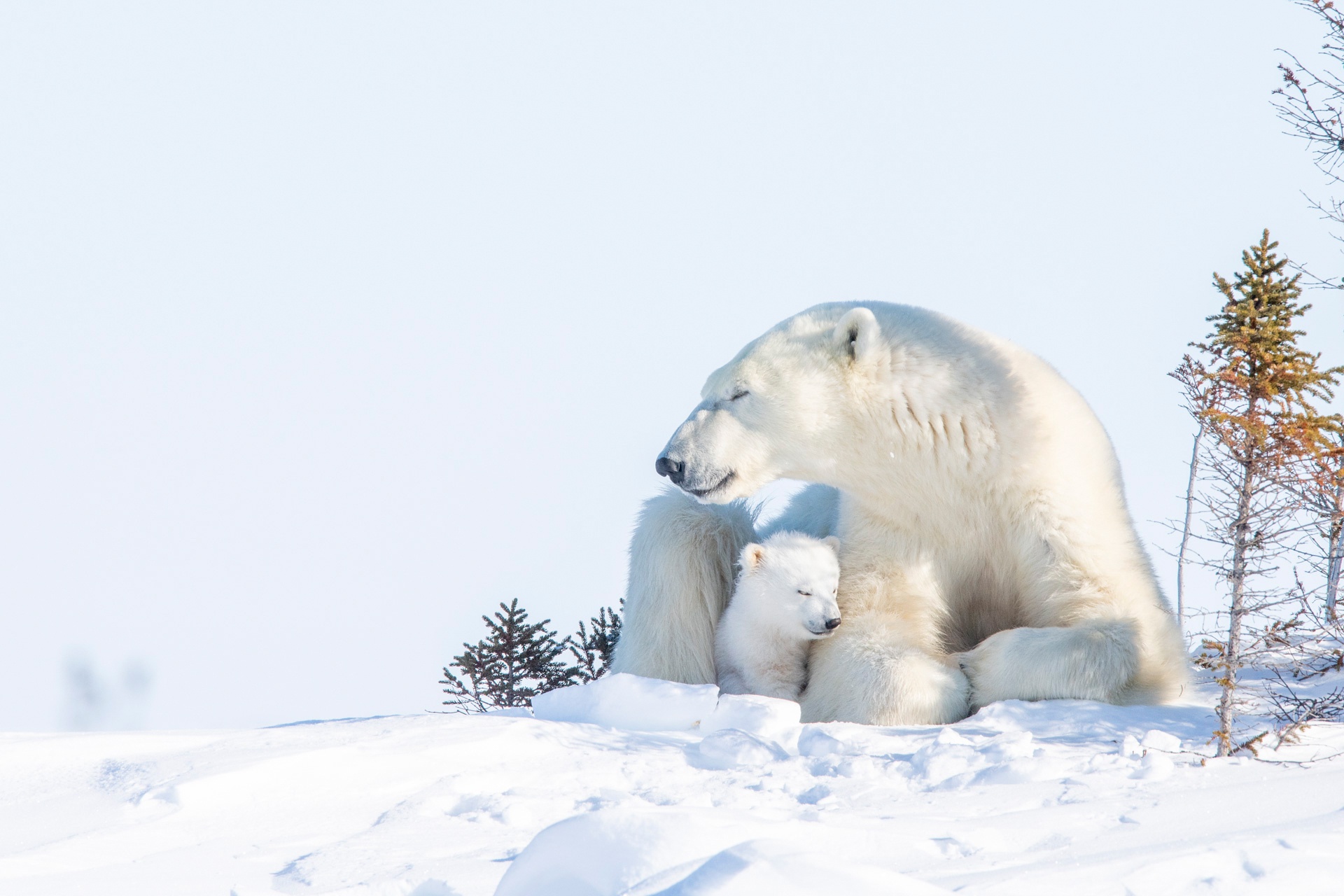 Download mobile wallpaper Snow, Bears, Bear, Animal, Polar Bear, Cub for free.