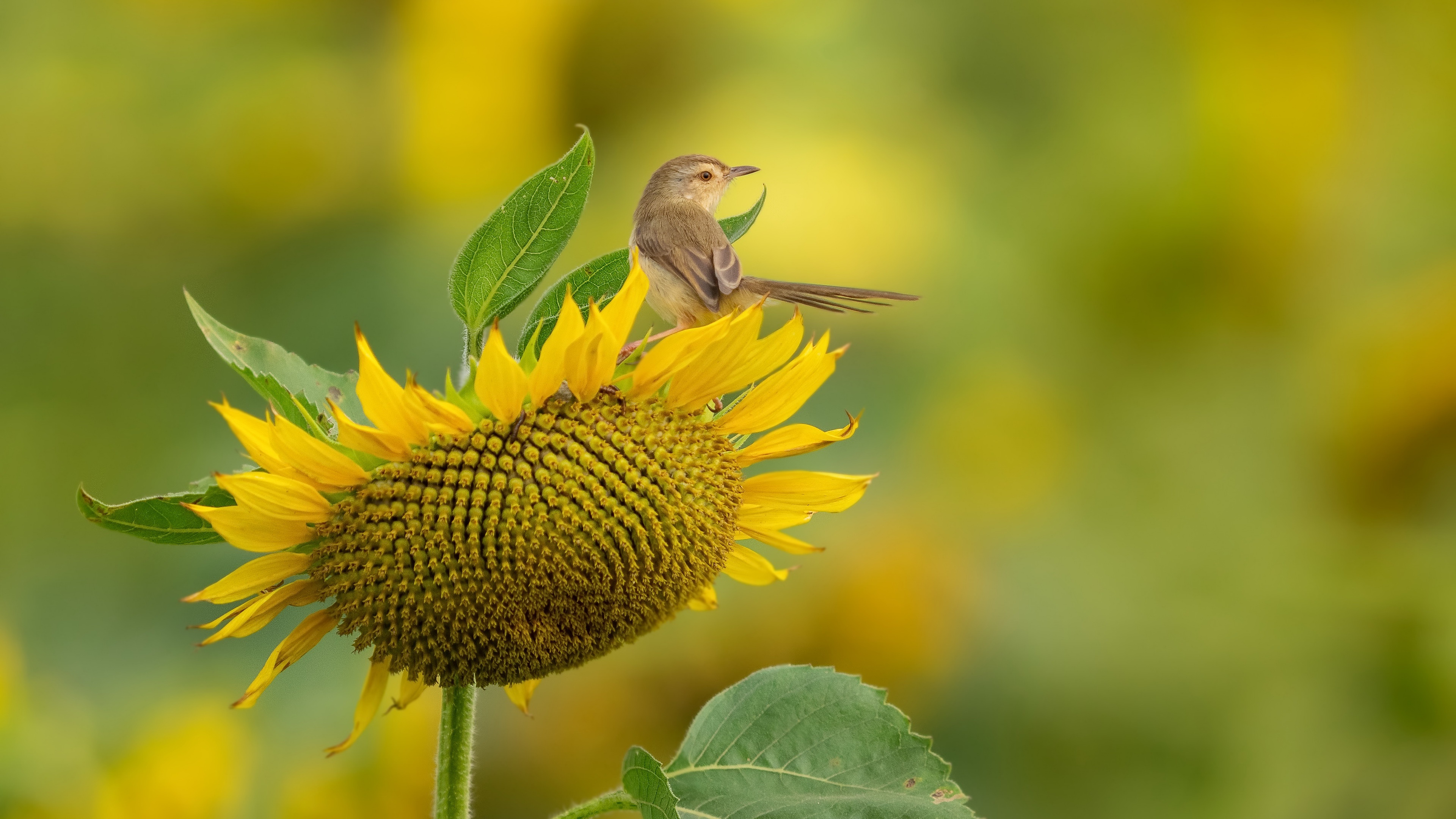 Download mobile wallpaper Birds, Bird, Animal, Sunflower, Yellow Flower for free.