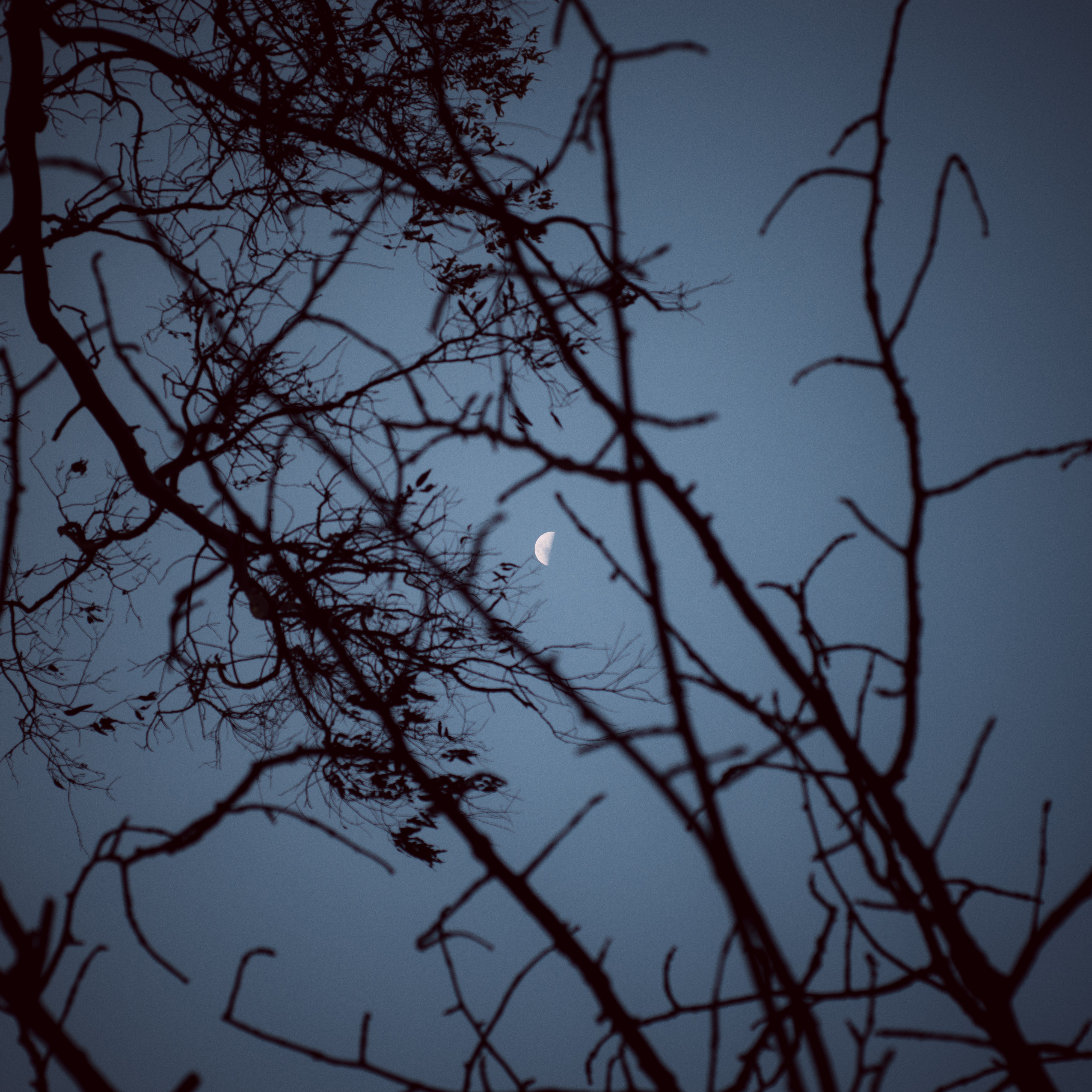 Download mobile wallpaper Sky, Wood, Branches, Tree, Nature, Sunset, Moon for free.