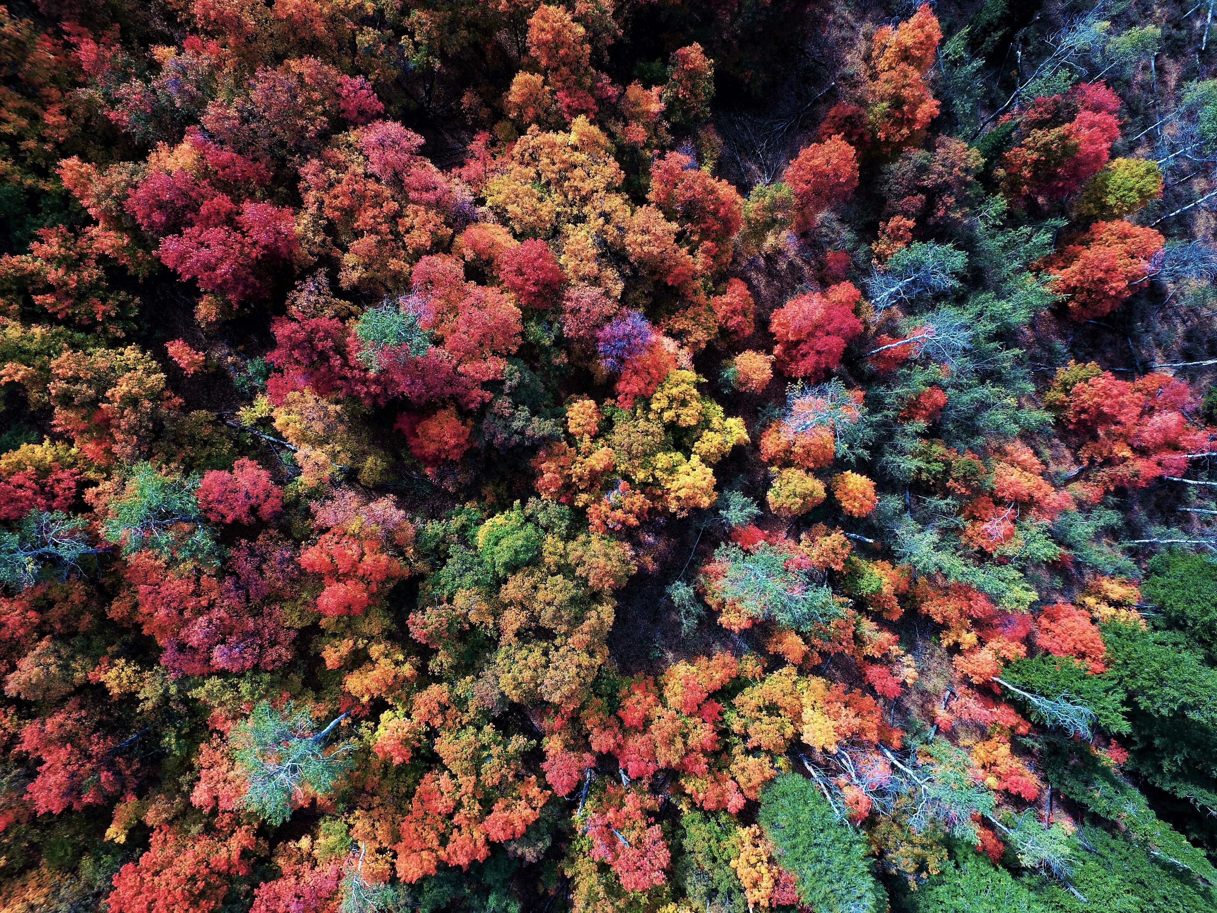Скачать картинку Осень, Лес, Красочный, Антенна, Земля/природа в телефон бесплатно.