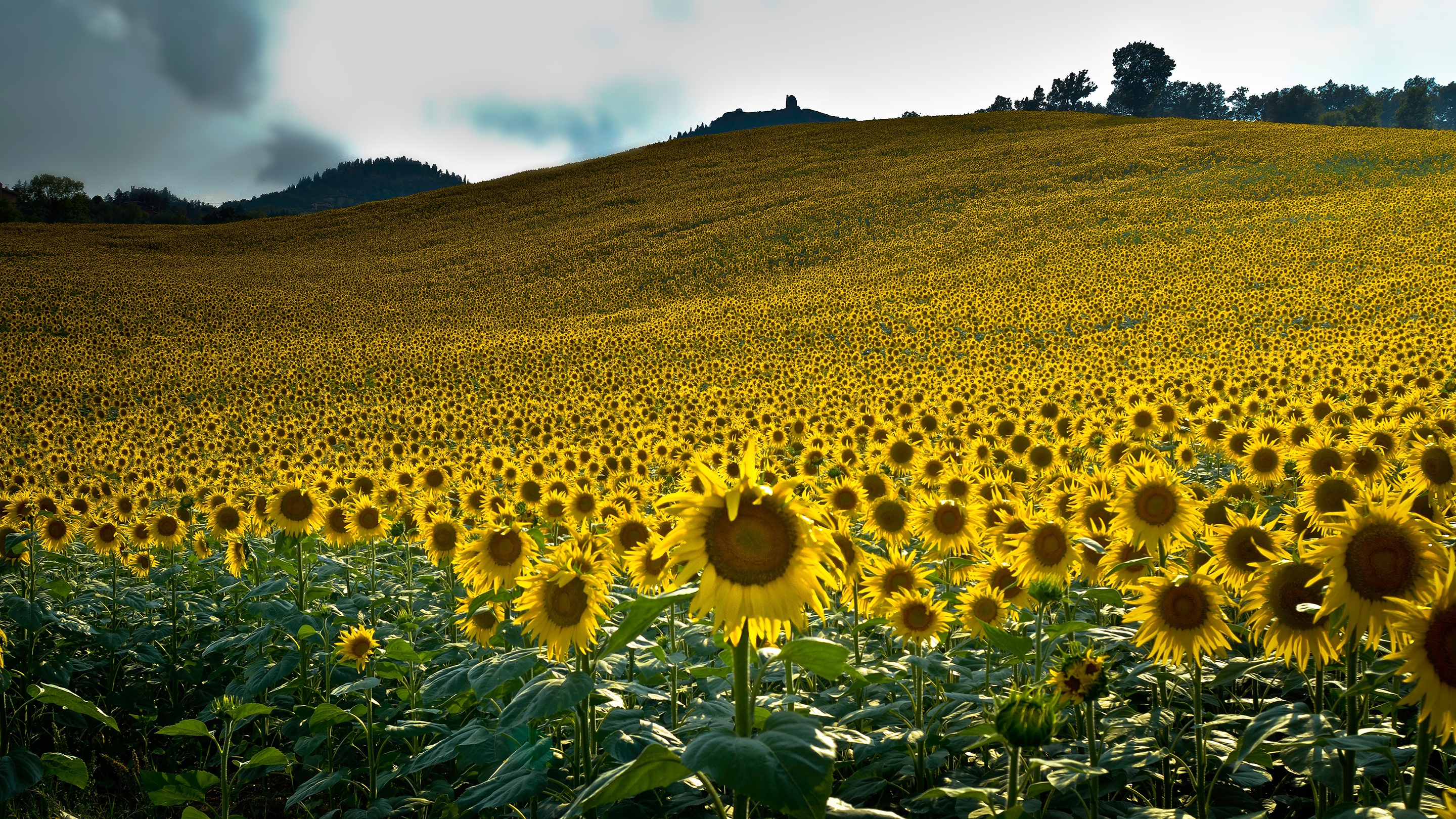 Descarga gratis la imagen Naturaleza, Flores, Verano, Flor, Campo, Girasol, Flor Amarilla, Tierra/naturaleza en el escritorio de tu PC