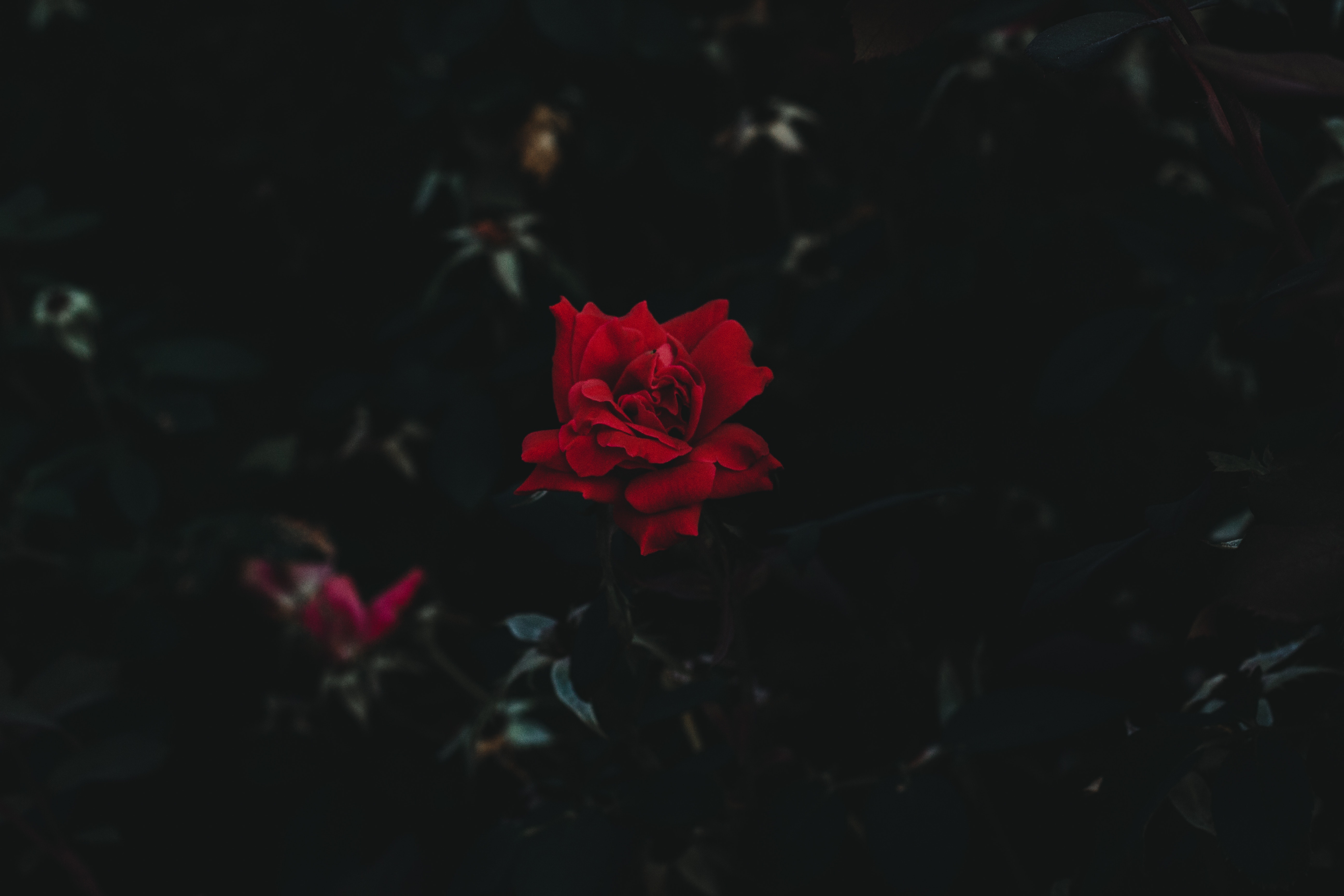 dark background, flower, dark, rose flower, rose, bud 4K for PC