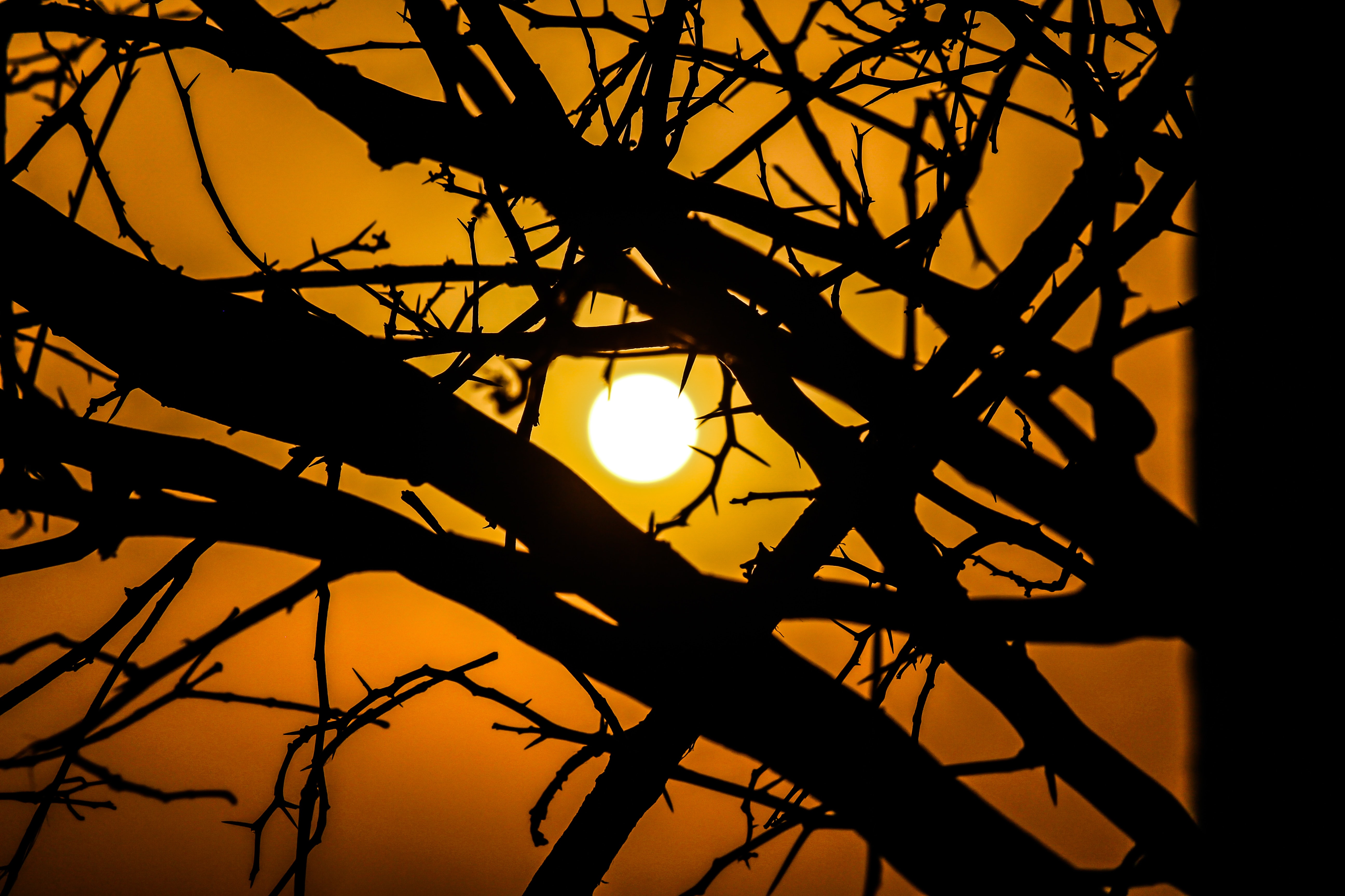 Laden Sie das Natur, Sunset, Sky, Sun, Silhouette, Geäst, Zweige-Bild kostenlos auf Ihren PC-Desktop herunter